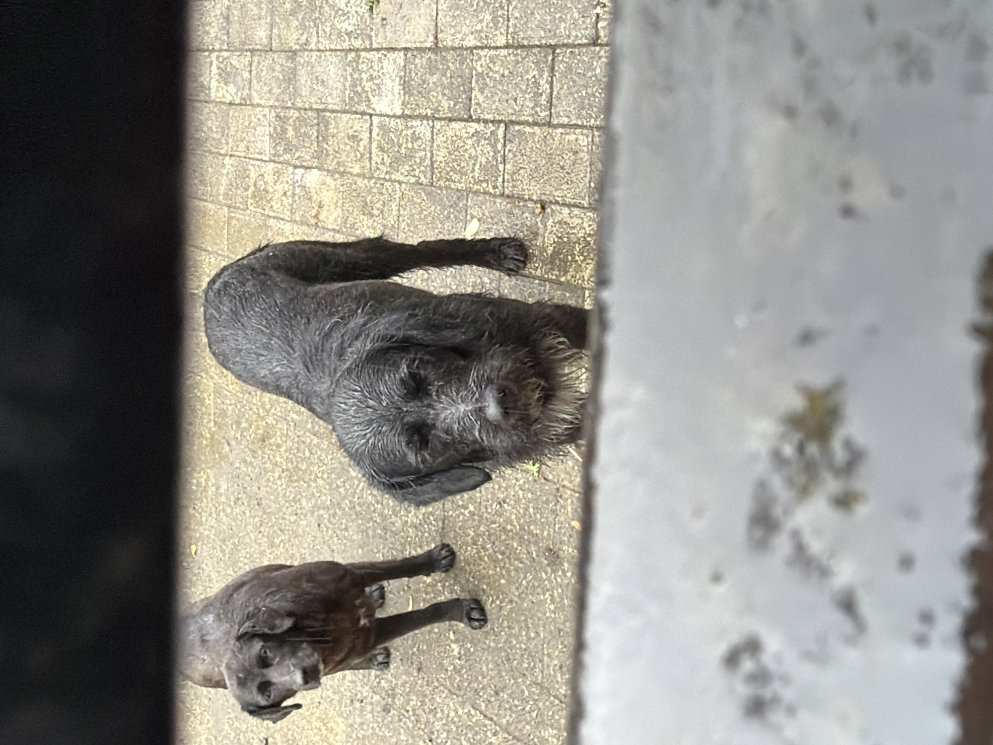 Two wet, black dogs stand on a paved outdoor area. The dog in the foreground is facing the camera, and the dog in the background is looking to the left. The ground is made of rectangular pavers and appears wet, suggesting recent rain or a cleaning. The scene is framed by a dark, horizontal element at the top and a blurred, lighter element at the bottom, suggesting the photo was taken through a fence or window. The environment appears to be a courtyard or patio area. The specific location in Kobuleti, Georgia, is not discernible from the image itself.