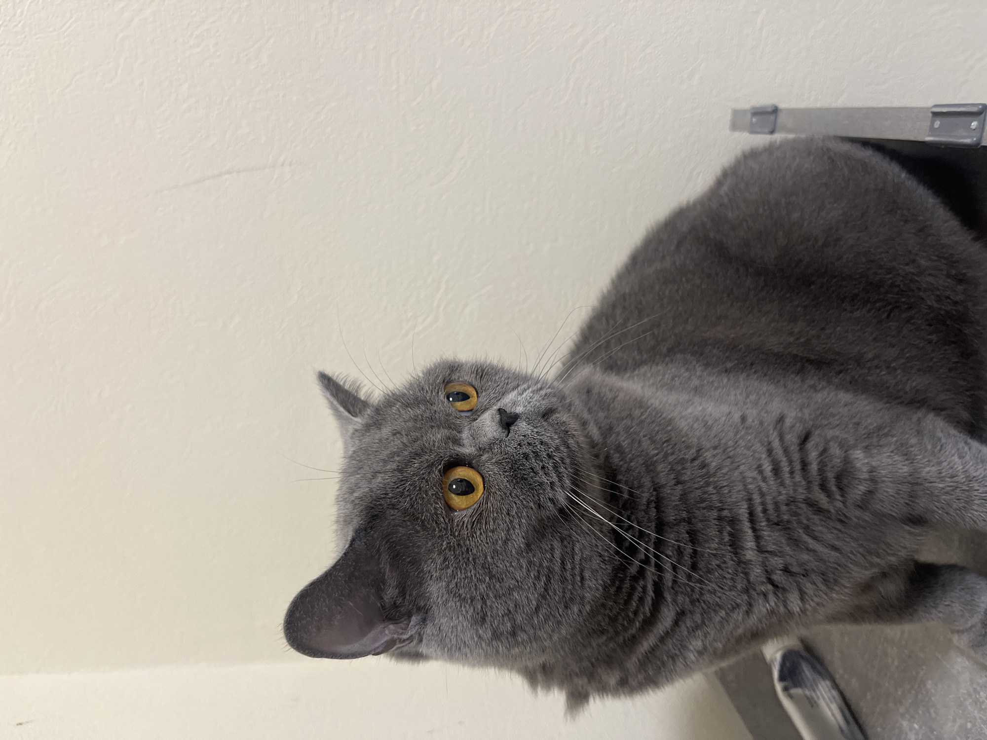 A grey British Shorthair cat with amber eyes is sitting on a grey surface, looking to the right. The background is a cream-colored wall with a textured surface. The image appears to be taken indoors, likely in a residential setting. No specific location in Saint Petersburg, Russia, can be determined from the image.