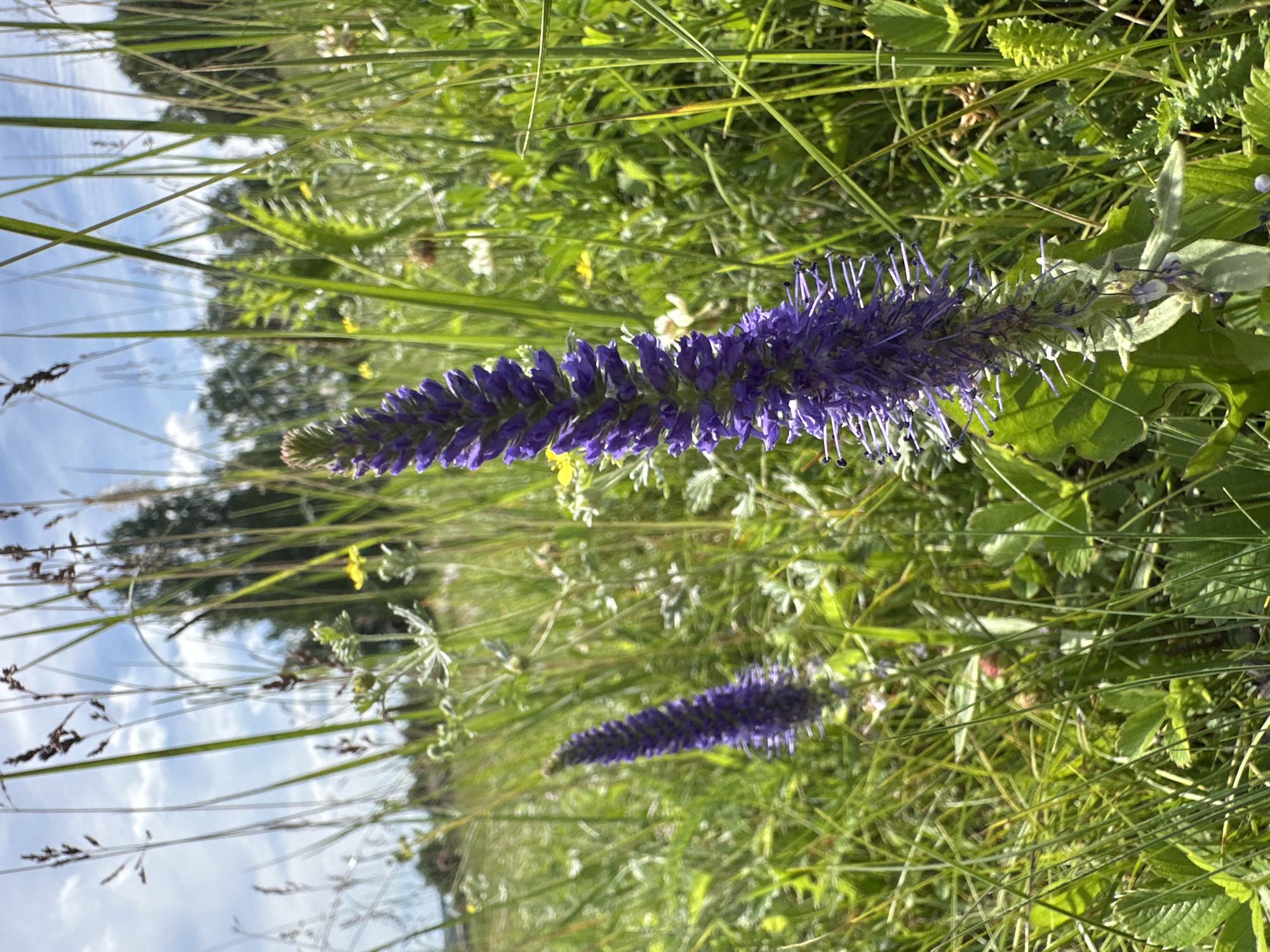 In an outdoor scene, two tall, slender purple flowers are the main subjects. The flower on the right is in sharp focus, with its spiky petals and delicate stamens clearly visible. The flower on the left is slightly out of focus, appearing further back in the frame. Both flowers are set against a backdrop of lush green grass and other wildflowers, including small yellow and white blossoms. The sky above is blue with scattered white clouds, and trees are visible in the distance. The overall impression is of a natural, sunlit meadow. The scene is not in a city.