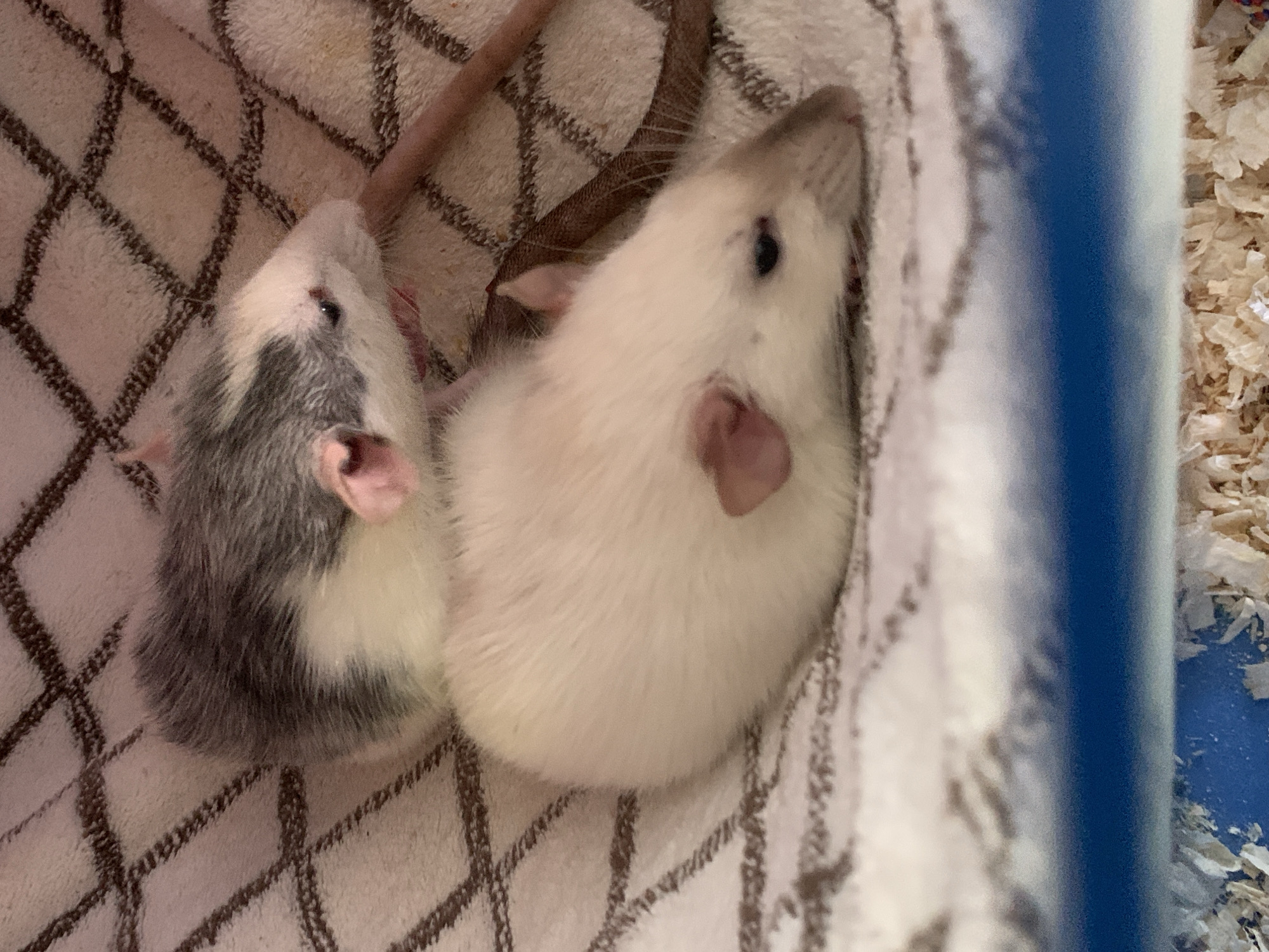 Two domestic rats are nestled together on a patterned, soft surface, possibly a blanket or bedding, within an enclosure. One rat, positioned above and slightly behind the other, has gray and white fur. The rat in front is entirely white. Both rats appear to be resting, with their eyes closed or downcast. Their tails are visible, with the tail of the gray and white rat extending towards the right side of the frame. The background is a light-colored fabric with a dark, grid-like pattern. The lower portion of the image shows the blue plastic base of an enclosure with wood shavings scattered at the bottom.