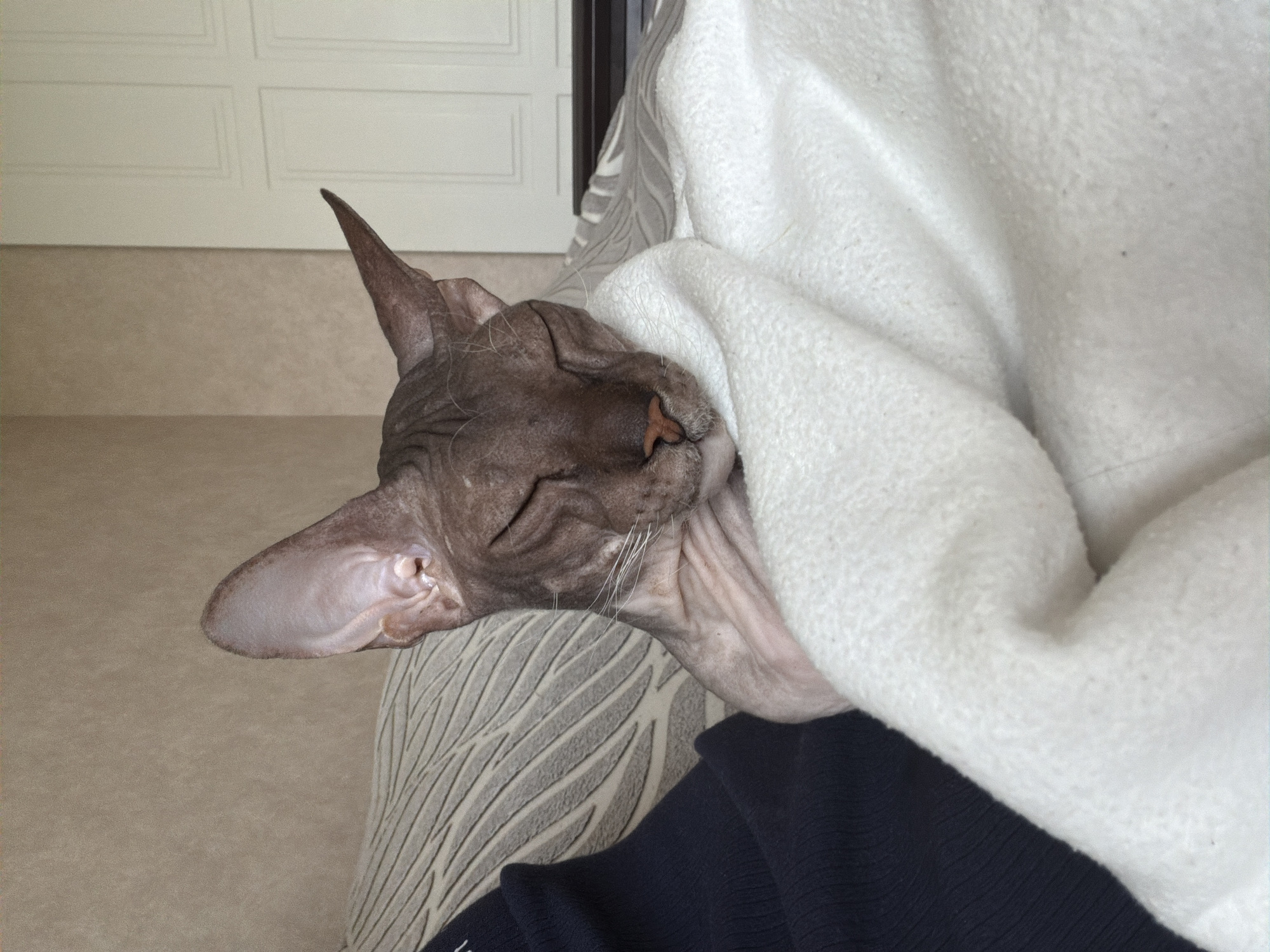 An image depicts a Sphynx cat sleeping comfortably, wrapped in a white blanket. The cat is facing the viewer with its eyes closed and its head tilted slightly. The background shows a textured wall and a portion of a door, suggesting an indoor domestic setting. The color palette is muted, with earthy tones and soft lighting. There is no specific indication of the cat's location within the city of Izhevsk, Russia.