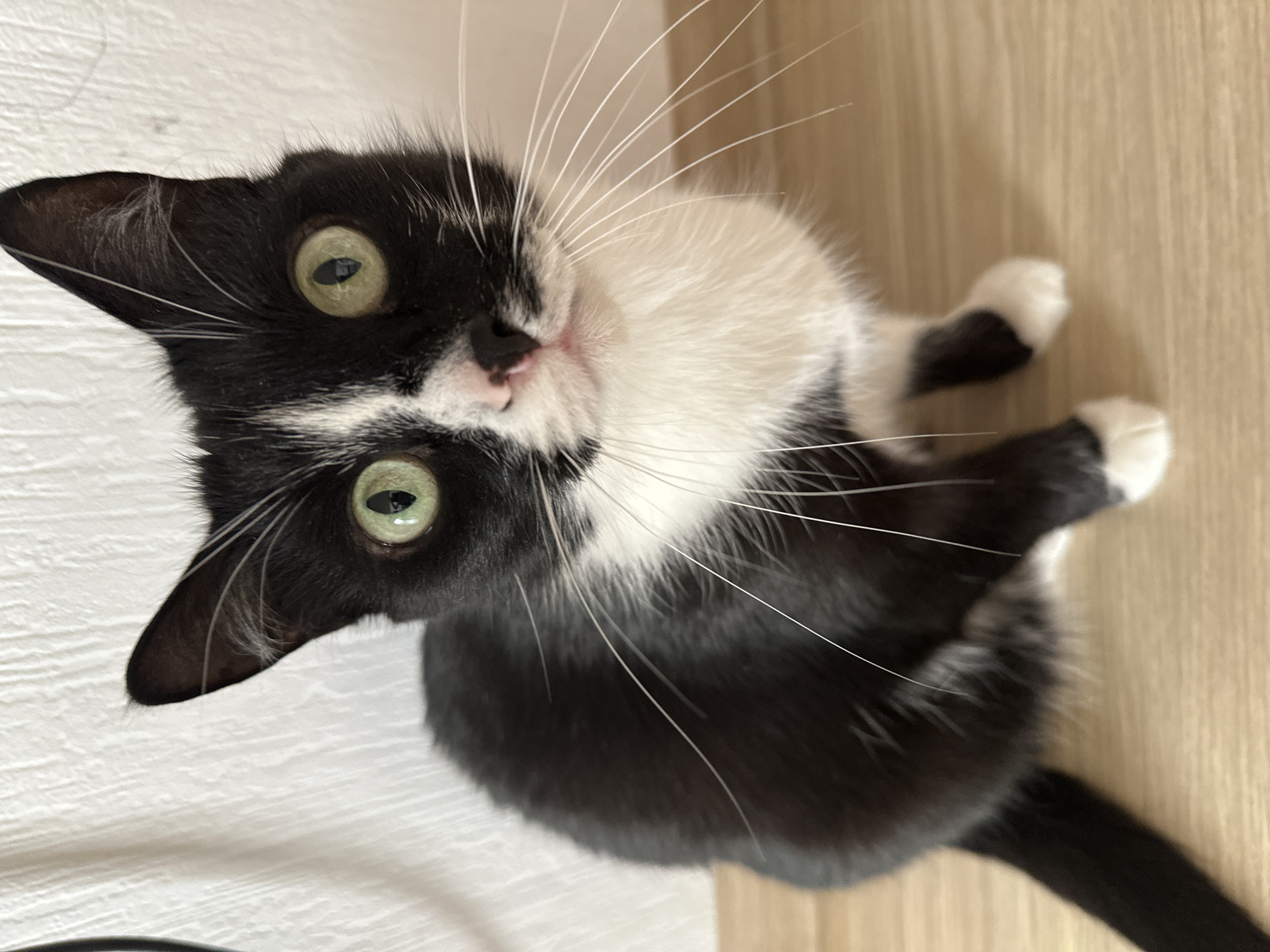 A close-up, high-angle shot depicts a black and white cat. The cat has green eyes and numerous white whiskers. The cat's paws are visible in the background. The background is a light brown surface. The location is not discernible from the image.