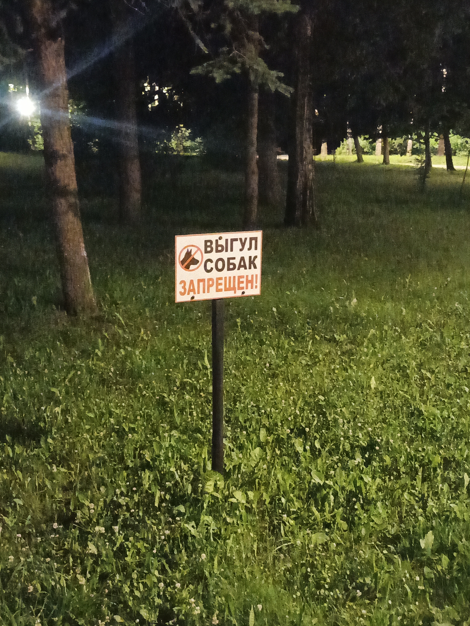 The image shows a sign in Russian that reads "Dog walking is prohibited" in an outdoor grassy area with trees in the background. The sign is rectangular with a white background and red lettering. It features a red circle with a line through it over a silhouette of a dog. The sign is mounted on a dark pole. The area appears to be a park or recreational space, with lush green grass and scattered small white flowers. The lighting suggests it might be dusk or early evening. There are no people visible in the image. The location is specified as Sof'ino, Russia.