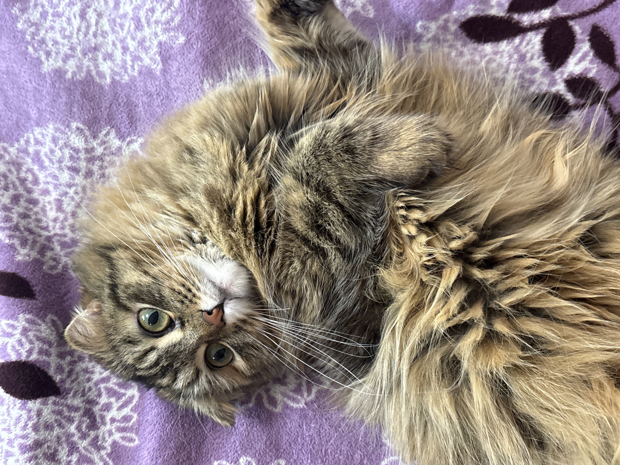 The image features a fluffy, long-haired tabby cat lying on its back on a soft purple blanket. The cat's fur displays a distinct mackerel tabby pattern, consisting of shades of brown, tan, and darker striped markings, appearing dense and soft. Its head is tilted slightly, and it gazes directly at the viewer with large, bright green eyes. A pink nose and prominent long white whiskers are clearly visible. The cat's front paws are tucked close to its body, contributing to a relaxed and seemingly playful posture.
The background is a light purple blanket or fabric, patterned with white abstract designs resembling snowflakes or intricate lace. Additionally, darker purple, leaf-like shapes are partially visible on the blanket, particularly towards the upper right side of the frame. The lighting is soft and even, suggesting an indoor setting. The cat appears curious and content. There is no visible text within the image. The location context for the image is Perm, Russia.