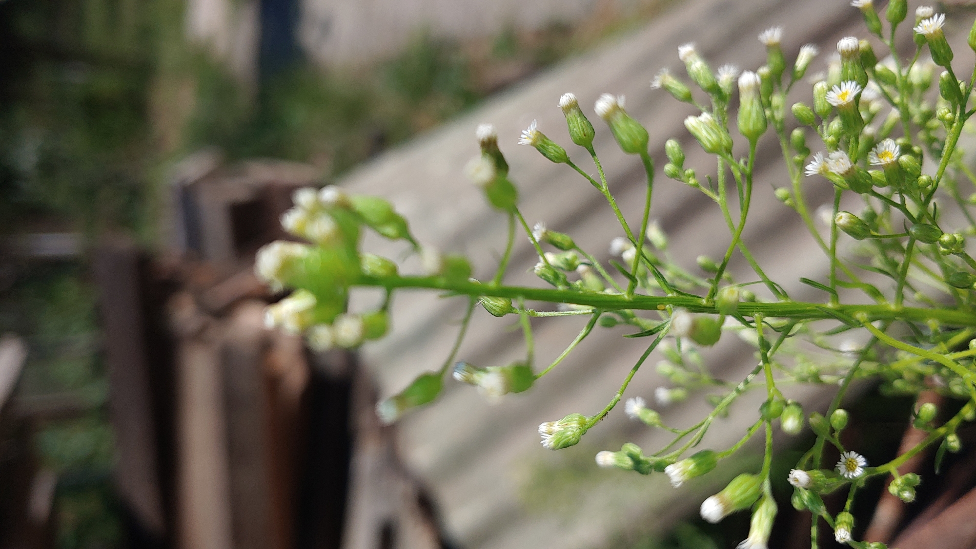 A close-up, vertical shot focuses on a delicate green plant with numerous small, unopened white flower buds and a few fully bloomed white flowers with yellow centers. The plant's stem and branches are thin and wiry, with the flower buds clustered at the tips. In the background, out of focus, are elements that suggest an outdoor, possibly urban, environment: weathered wooden planks or beams, a gray corrugated surface, and blurred green foliage. The lighting suggests a bright, sunny day. This scene is located in Mukachevo, Ukraine.