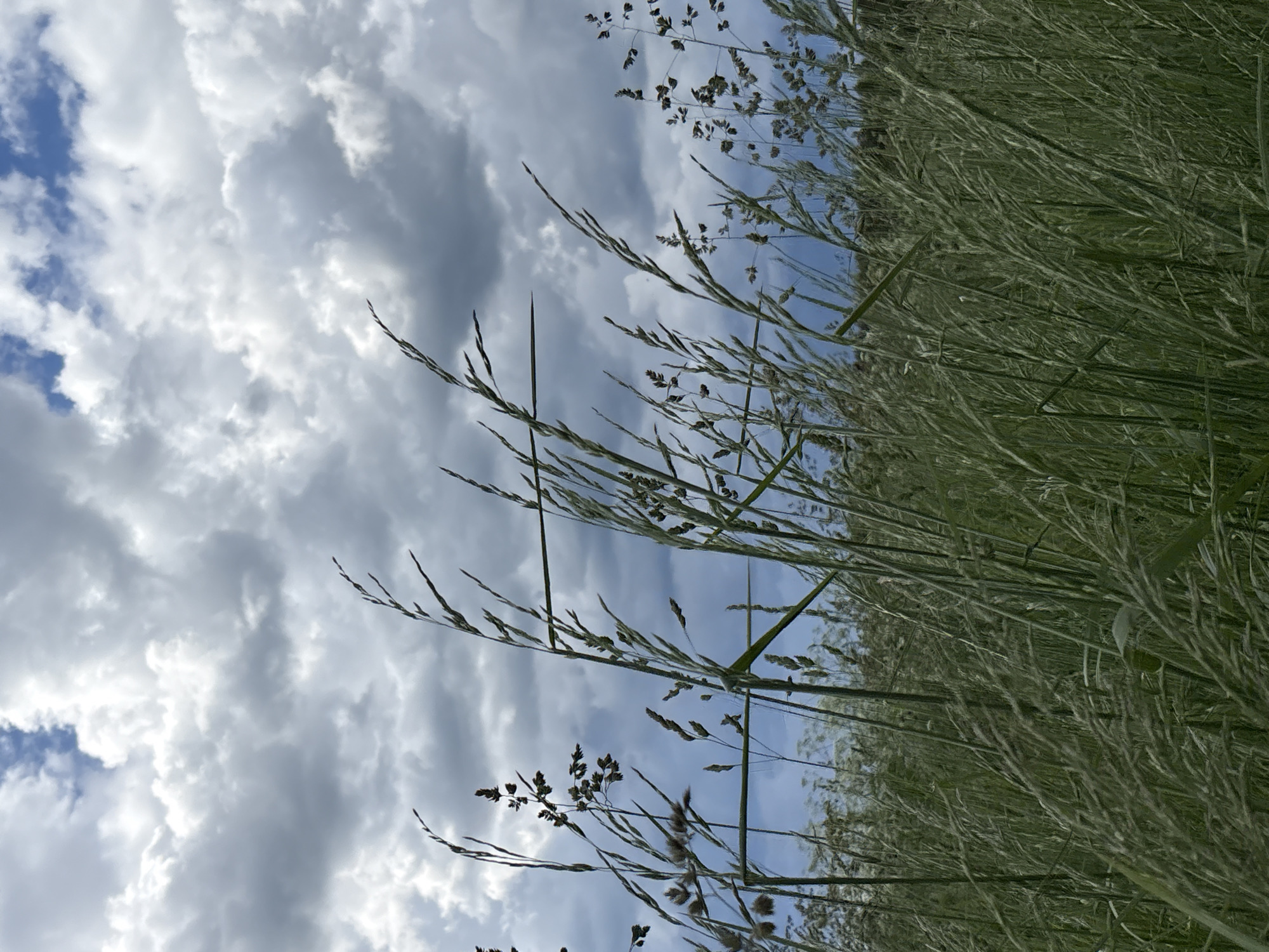 The image depicts a close-up, low-angle view of tall grasses in a field under a cloudy sky. The grass stalks are predominantly green and varying in height, with some featuring seed heads or small brown florets. The sky is filled with dramatic, grey and white cumulus clouds, with patches of blue sky visible. The background shows a blurred expanse of more grasses and a dark line suggesting distant trees or landscape. The lighting suggests it is daytime, possibly overcast or nearing dusk. There are no people or animals visible in the frame. The scene is natural and appears to be an outdoor, undeveloped area. There is no information within the image to suggest it is located in Дресвяново, Russia.