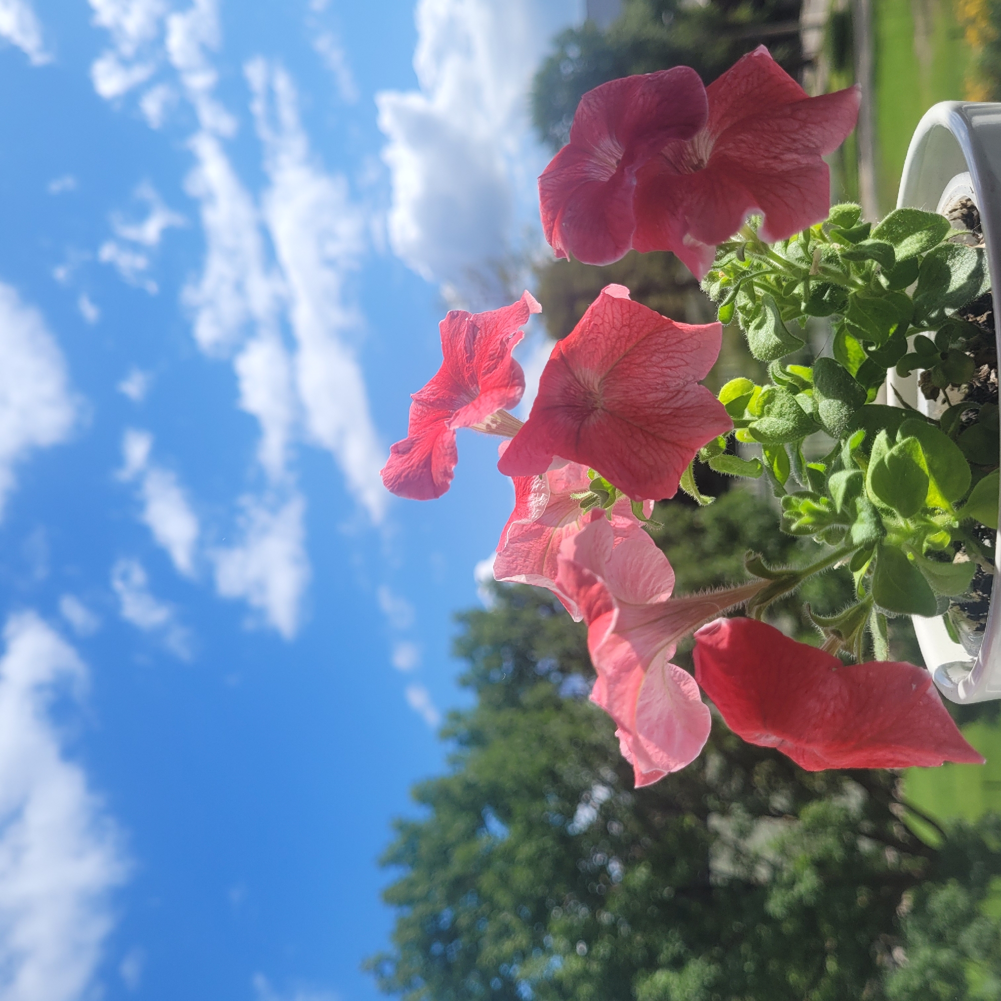 The image shows a close-up of a potted petunia plant with pink and red flowers against a bright blue sky with scattered white clouds. The background is blurred, with green trees and a hint of a grassy area and possibly buildings. The plant is in a white pot. There are no people or animals visible in the image. The lighting suggests it is daytime, likely sunny. The image does not provide any specific clues to determine its location within Jūrmala, Latvia, or any other city.