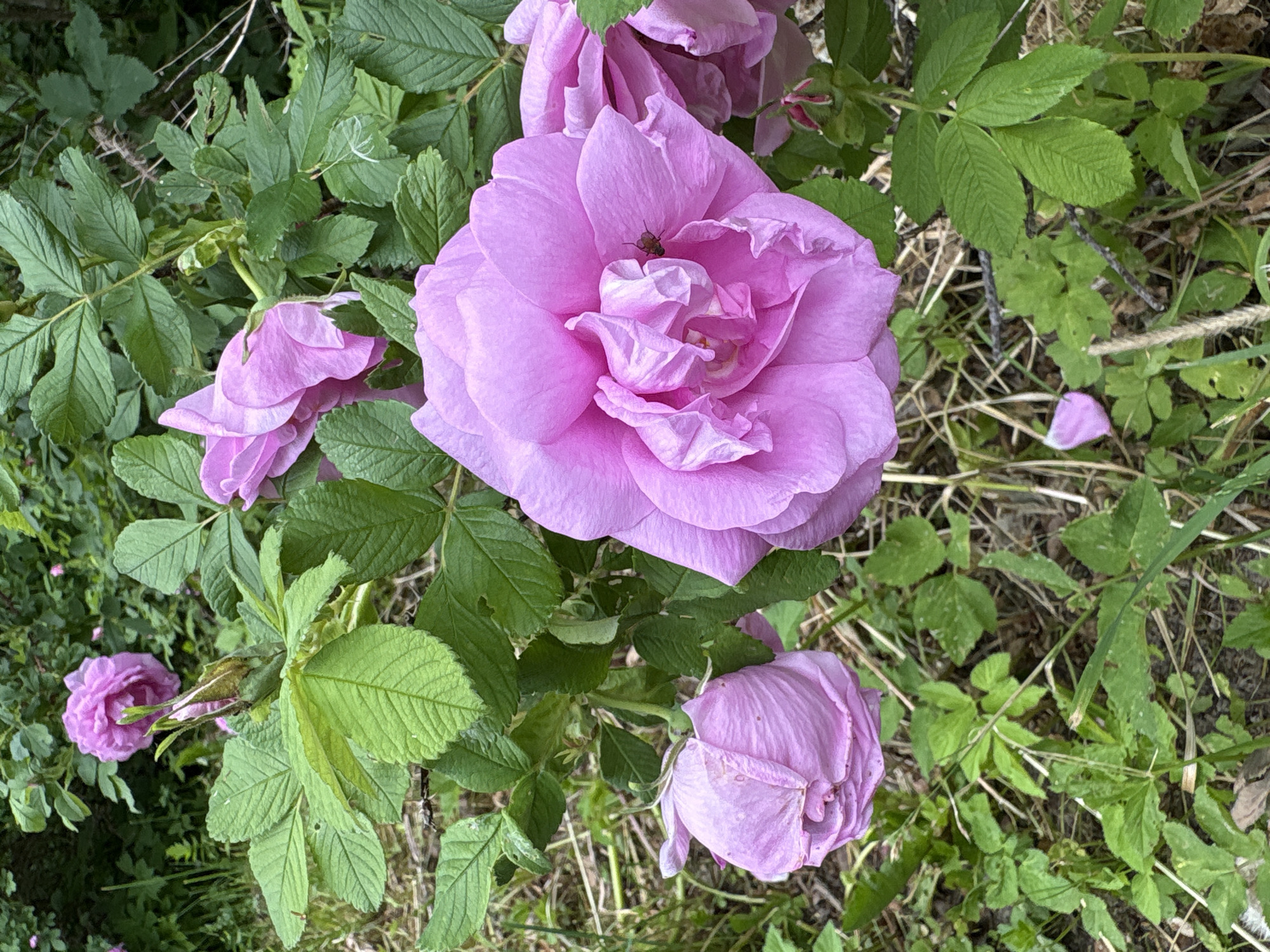 The image shows a close-up view of several pink roses in various stages of bloom, set against a backdrop of green foliage and dry grass. One large, fully open rose with ruffled petals dominates the center of the frame, and a small fly is perched on one of its petals. To the left, a partially closed rose bud is visible, and further to the left, a wilted pink rose hangs downwards. Another fully bloomed pink rose is partially visible in the upper right corner. The surrounding environment appears to be a natural setting, possibly a garden or a wild area, with dense green leaves and stems of other plants. The ground is covered with dry grass and some fallen leaves. The lighting suggests it is daytime, with soft, natural light illuminating the flowers. The location in the city of Lyady, Russia, is not evident from the image itself, as there are no man-made structures or identifying landmarks visible.