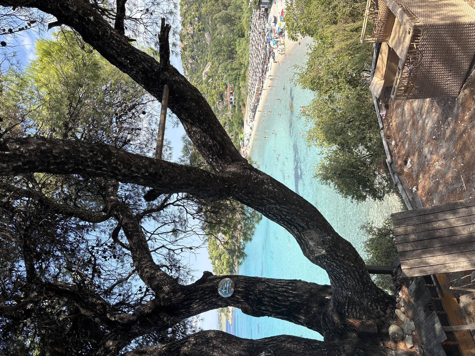 This is a photograph taken from an elevated viewpoint overlooking a beach and the Aegean Sea in Sithonia, Greece. The foreground is dominated by the dark, textured trunk and branches of a large pine tree, casting shadows and framing the view. A rustic wooden structure, possibly a table or deck, is visible in the lower left, with a woven chair in the lower right.
Beyond the tree, a bay unfolds with crystal-clear turquoise water. The water is populated by several people swimming and wading. The beach itself is lined with numerous rows of thatched umbrellas and lounge chairs, indicating a popular tourist destination. People are scattered along the sand, some sunbathing, others walking.
In the background, lush green hills rise, dotted with trees and a few buildings, one with a white facade and red roof. The sky above is a clear blue with a few wispy clouds. A small, circular sign with a blue and white design is attached to the pine tree trunk in the mid-left of the frame. The overall scene depicts a serene and picturesque summer day at a Mediterranean beach resort.