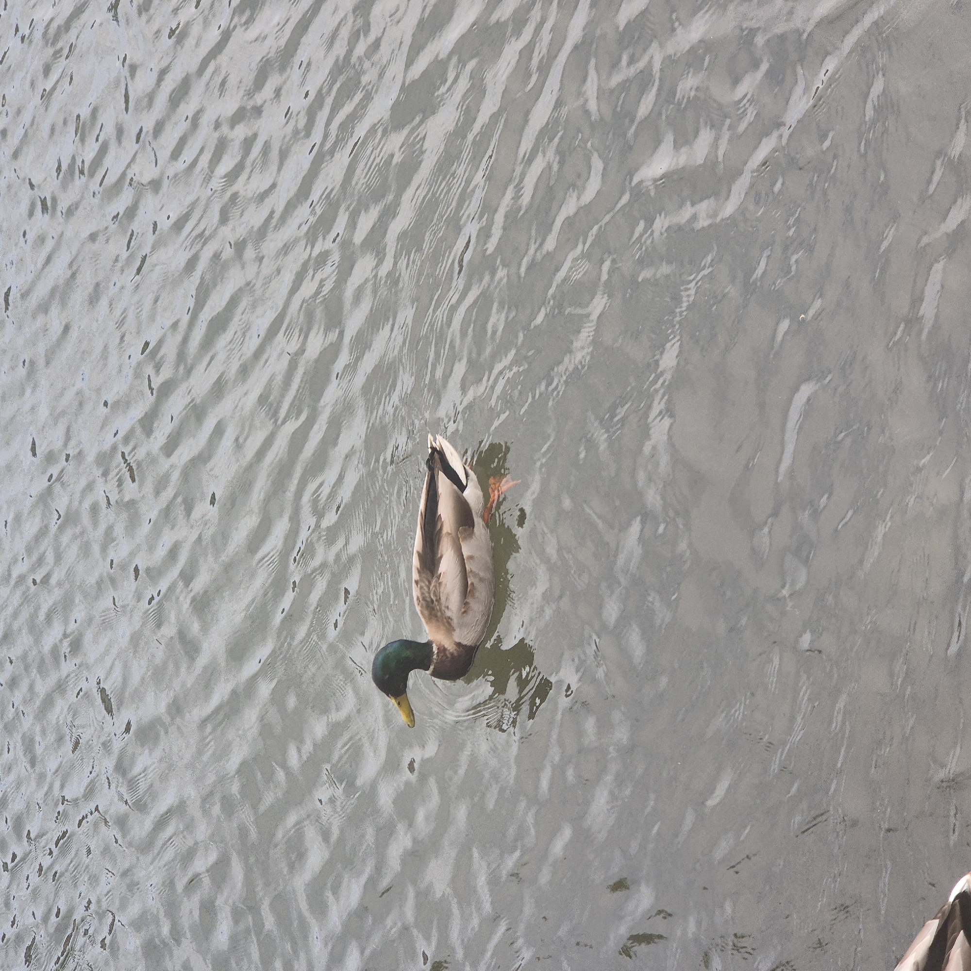 A mallard duck floats in water with small ripples. The water appears to be a light gray color. The duck is positioned somewhat centrally within the frame, with its head and neck submerged. The duck's tail feathers are visible above the water. The photograph was taken from above. The specific location is Strasbourg, France.