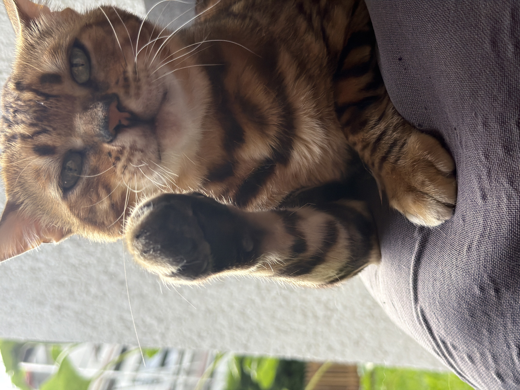 A close-up, eye-level, medium shot shows a Bengal cat's face and front paw. The cat's fur is a golden-brown color with distinctive dark spots and stripes. Its eyes are green and appear to be looking slightly to the left of the camera. One of the cat's front paws is raised and positioned near its face, with its toes extended. The cat is resting on a dark, textured surface, likely fabric. In the background, out of focus, is a light-colored wall and some greenery with hints of buildings. The lighting suggests a bright, possibly outdoor or well-lit indoor setting. No specific landmarks in Garmisch-Partenkirchen, Germany, are identifiable in the image.