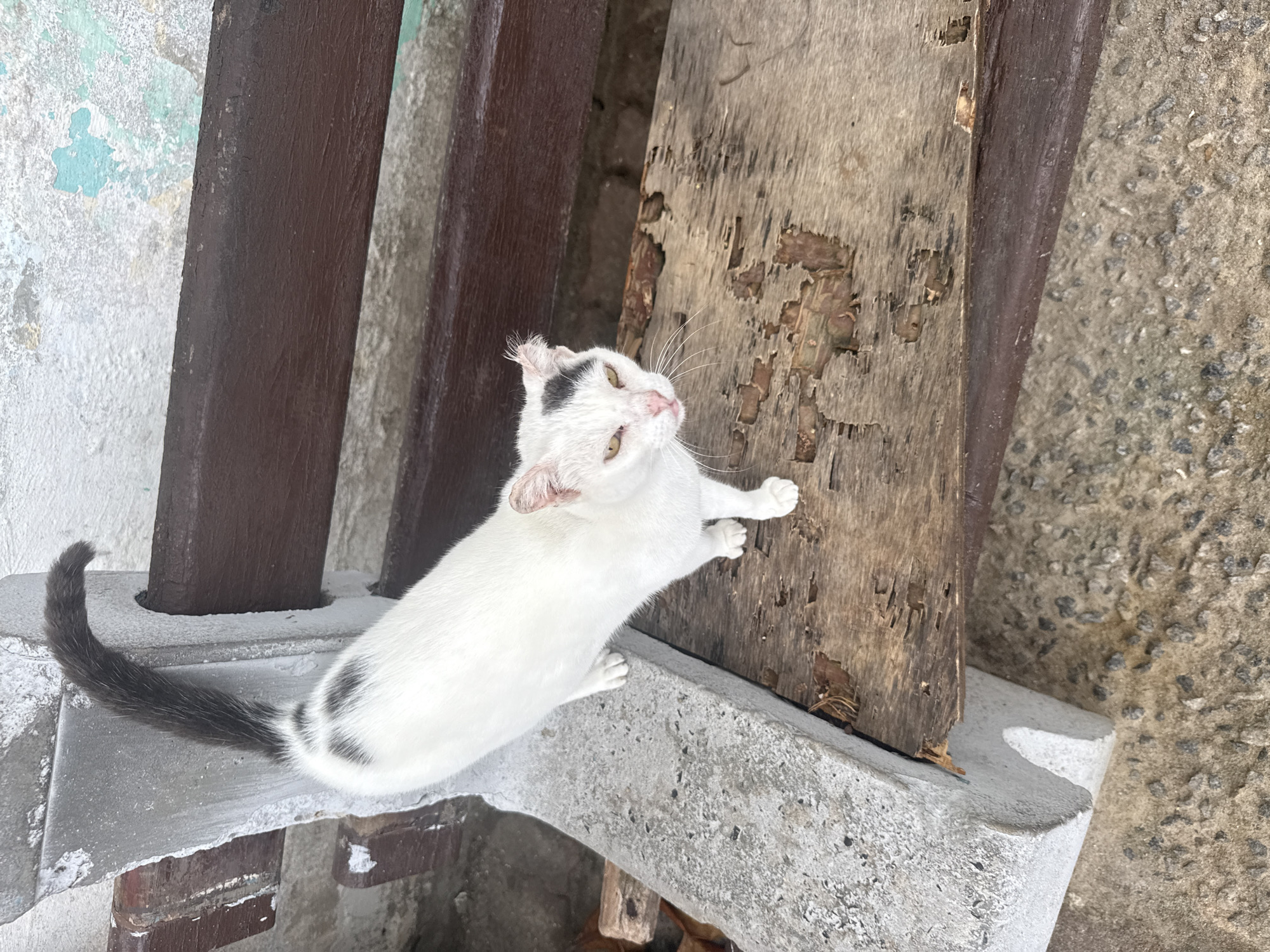 A white cat with black markings on its back and head stands on a weathered wooden bench in an outdoor setting. The cat's tail is black and curves upwards. The bench appears to be made of dark brown wood and shows signs of significant wear and tear, with large areas of peeling paint or veneer. The bench is supported by a grey concrete structure on the left. In the background, a distressed wall with peeling paint in white and teal is visible. The ground beneath the bench is covered in gravel and dirt. The scene suggests an urban or semi-urban environment, possibly in the city of São Pedro da Aldeia, Brazil, given the context. The lighting indicates it is daytime.