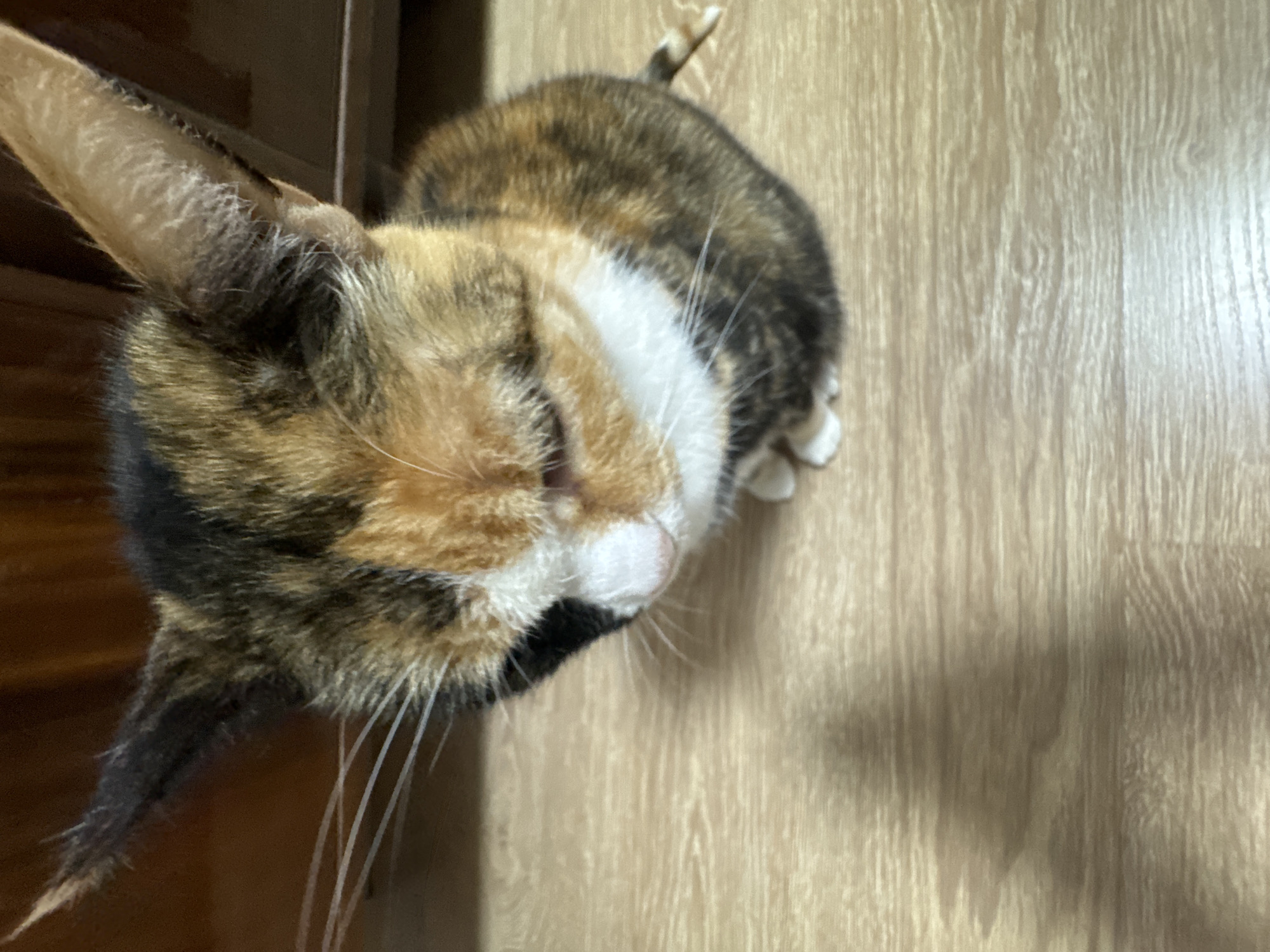 A high-angle, close-up shot features a calico cat. The cat's head is in the foreground, angled towards the lower left corner of the frame. The cat's fur is a mix of black, orange, and white. Its whiskers are prominent and white. The body is in the background with its tail sticking up. The cat is positioned on a light-colored wooden floor.