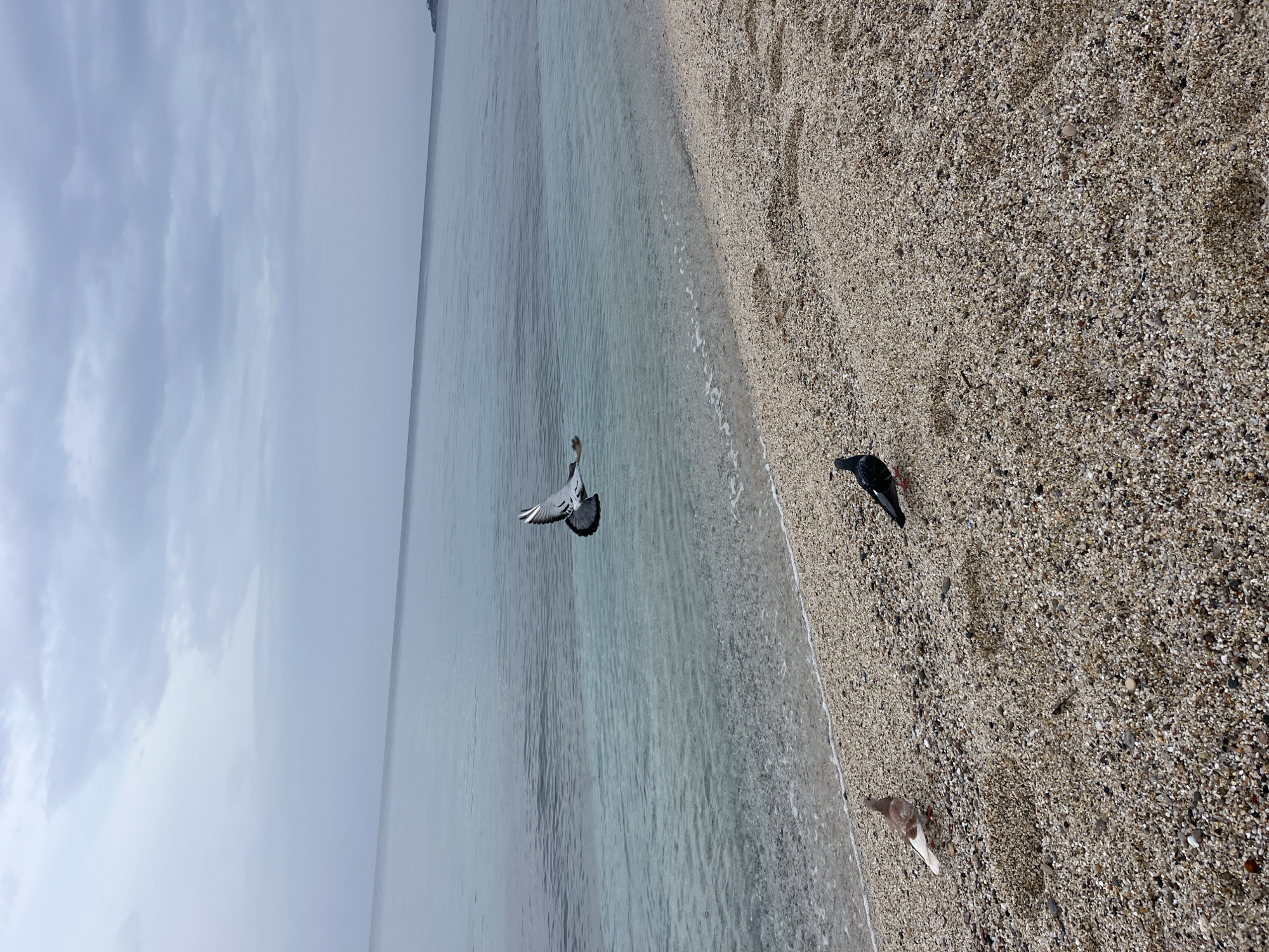 The image shows a beach scene in Alanya, Turkey, with a sea and sky backdrop. The beach is composed of small pebbles and sand. Three pigeons are present: one in flight near the water's edge, another standing on the beach, and a third on the beach closer to the camera. The sea is calm with clear water. The sky is overcast.