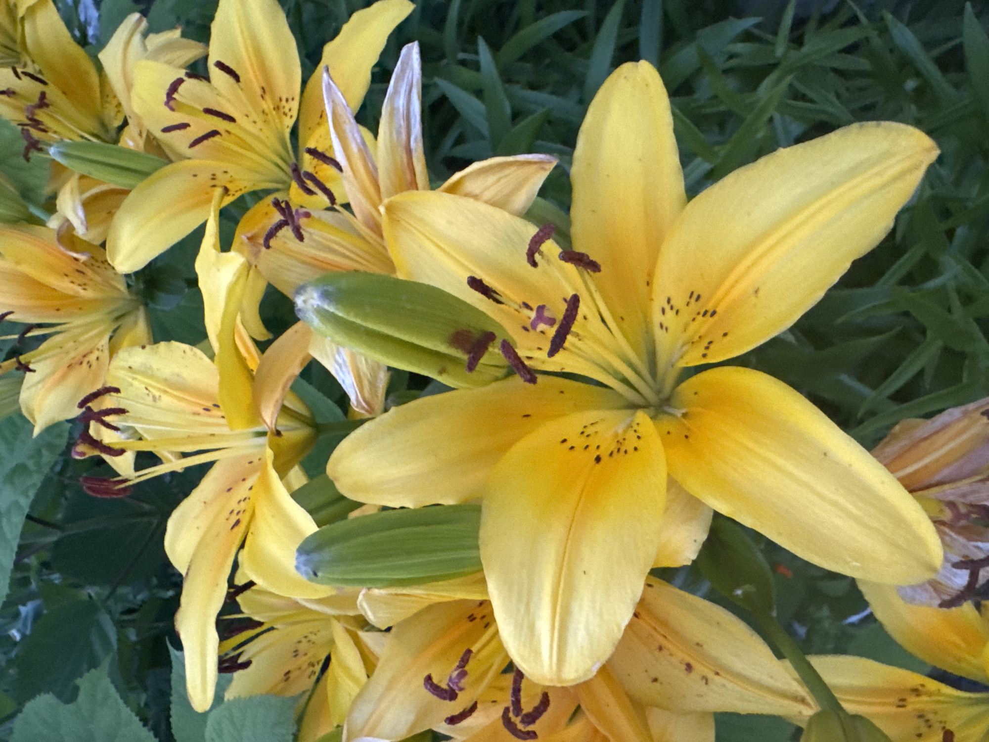 A close-up, overhead view of a cluster of bright yellow lilies with dark brown stamens and black speckles on their petals. The lilies are in various stages of bloom, with some fully open and others still in bud. The background consists of dark green foliage. The image is taken outdoors, likely in a garden. There is no indication of people or specific actions.