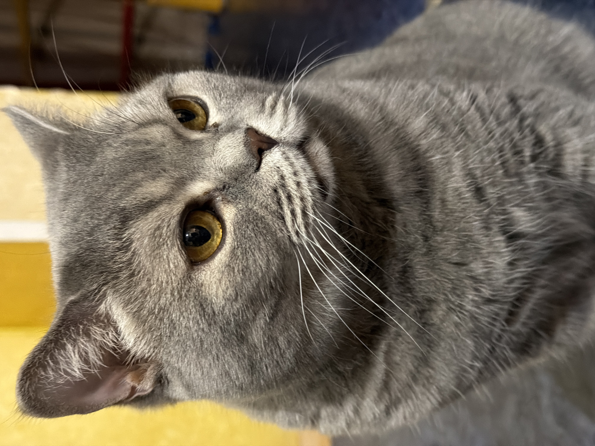 A close-up, slightly rotated, and blurred image captures the face of a British Shorthair cat. The cat's fur is a blue-gray color, and its eyes are a golden yellow. Prominent white whiskers extend from its face. The background is out of focus, with hints of yellow and blue-gray. The location is unknown and there is no information to indicate the scene is within the city of Perm, Russia. No people or actions are depicted.