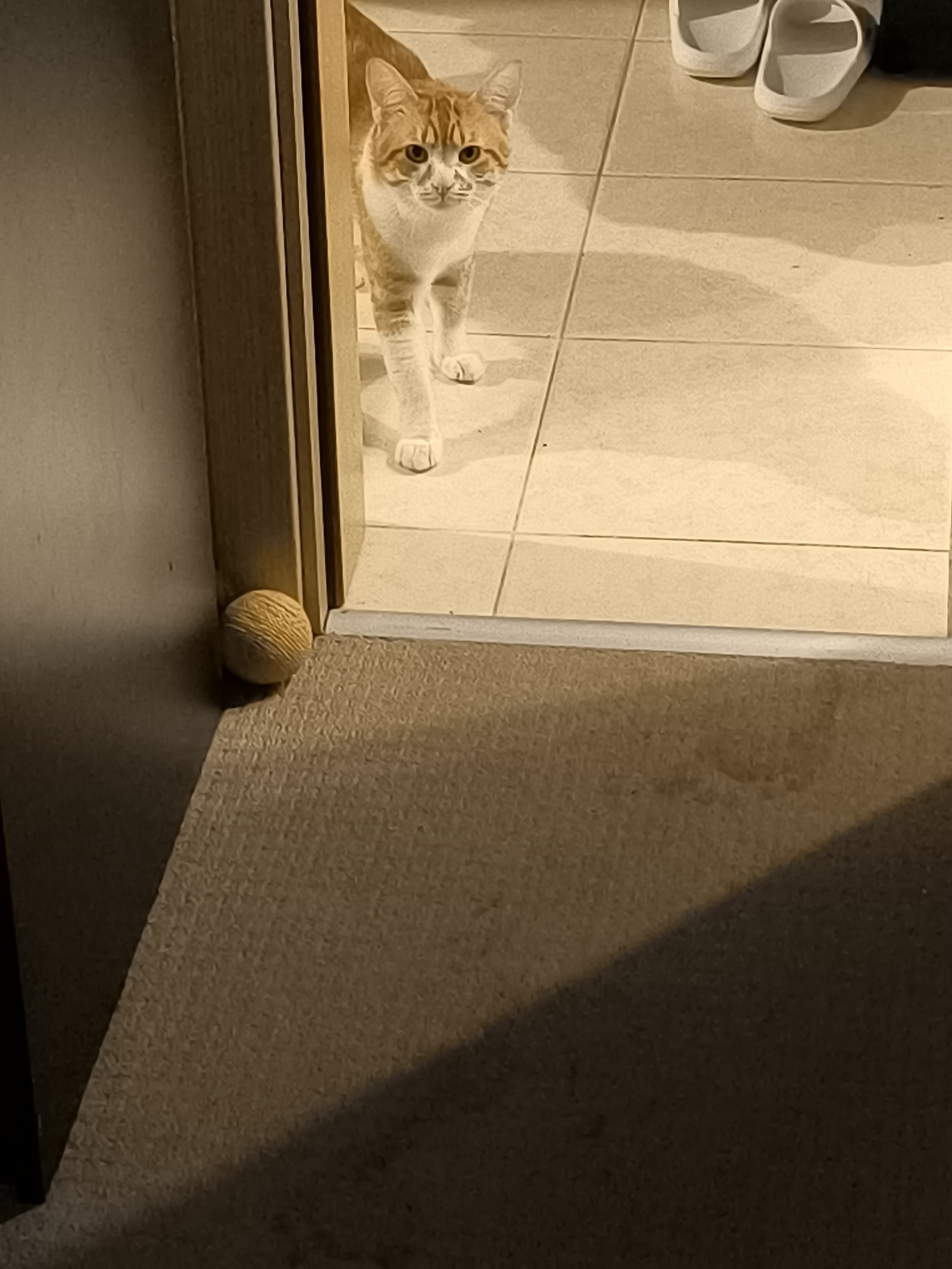 An indoor scene is visible, featuring a light orange and white cat standing in the doorway. The cat appears to be looking directly at the camera. Behind the cat is a tiled floor. Two white sandals are on the floor. To the left of the cat and doorframe is a wooden ball resting near the base of the doorframe where it meets carpet. The room appears to be dimly lit. The location cannot be verified as Varna, Bulgaria.