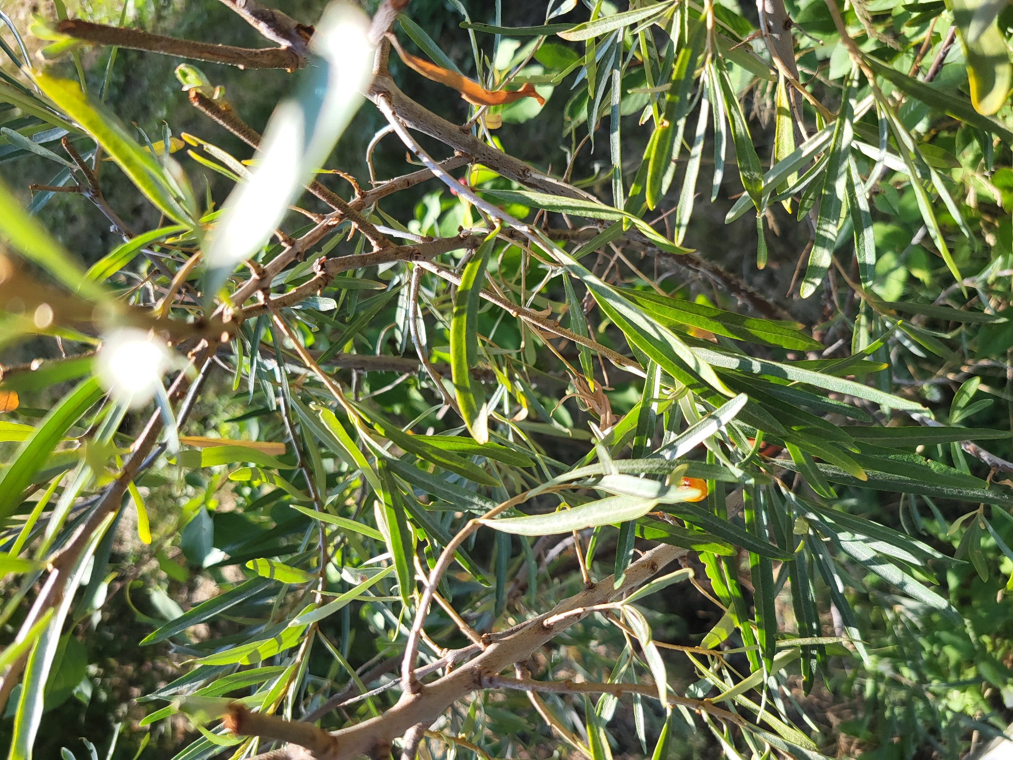 A close-up shot reveals the intricate details of a Sea Buckthorn plant, with its long, slender, green leaves and thin, woody branches. The plant is set against a blurred backdrop of lush greenery, suggesting an outdoor environment. A bright orange berry, characteristic of Sea Buckthorn, is visible among the leaves, adding a splash of color to the scene. The lighting indicates it is daytime, with sunlight filtering through the foliage, casting dappled shadows. This image was captured in Petropavl, Kazakhstan, a city known for its diverse flora and scenic natural landscapes.