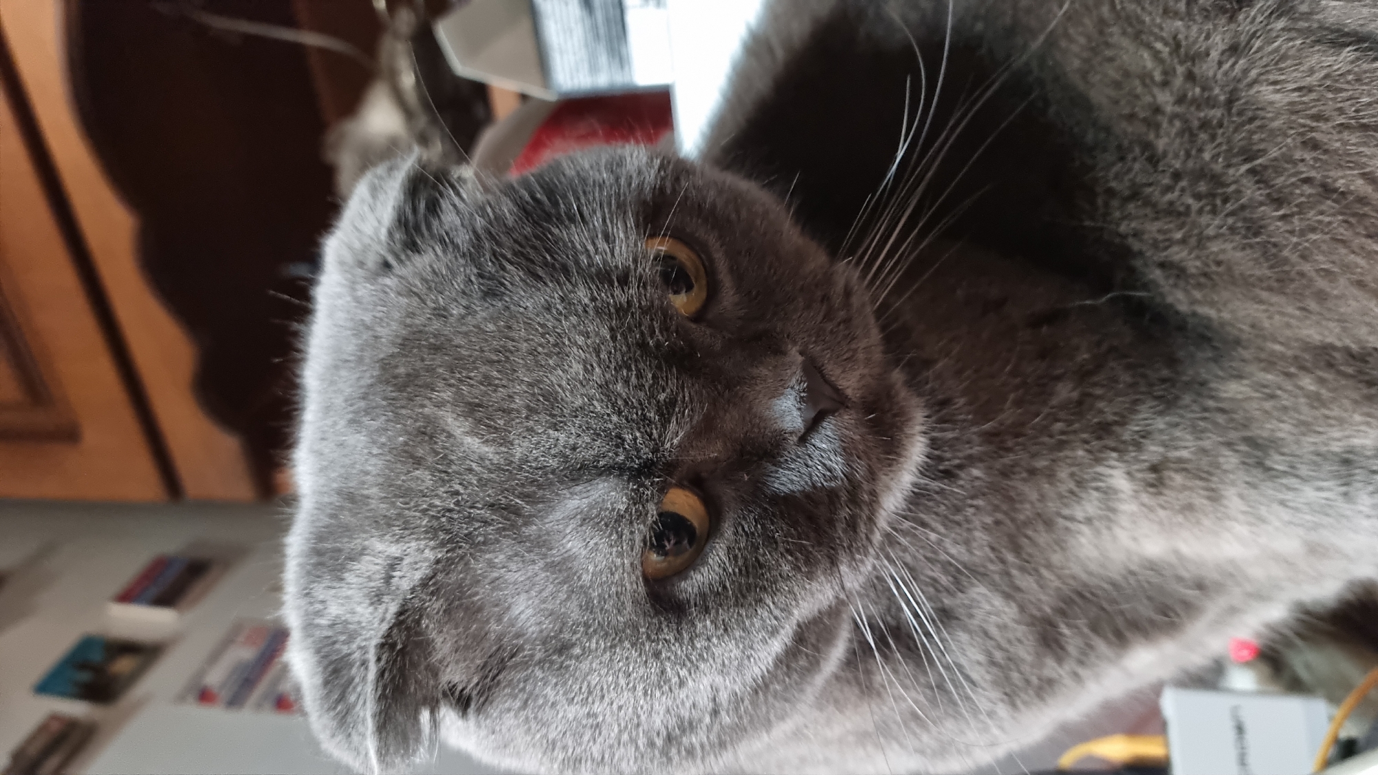A close-up, eye-level shot shows a Scottish Fold cat with grey fur and amber eyes. The cat's ears are folded forward, giving it a distinct appearance. The cat is looking down and slightly to the right, with its whiskers fanned out. The background is blurred, but appears to be an indoor setting with wooden furniture and some shelves with items on them. The lighting is dim, with a warm glow. There is no indication of the city of Vysokoe, Russia, in the image.