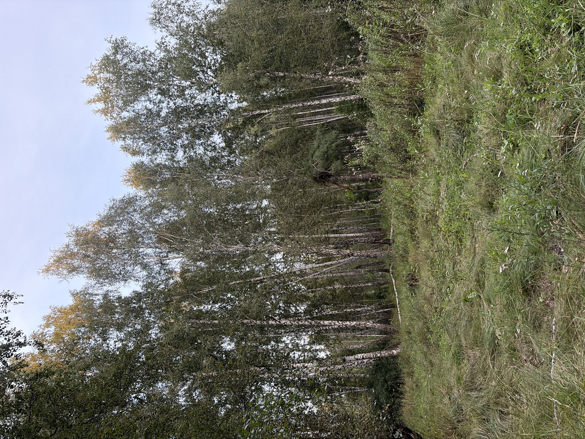 The image depicts a dense birch forest with a grassy, uneven terrain in the foreground. The trees are tall and slender with characteristic white bark. The ground is covered in various types of grass, some of which are dry and appearing straw-like, while others are green and vibrant. In the mid-ground, a fallen birch log lies horizontally across the grass. Further into the forest, the trees become denser, obscuring the view of what lies beyond. The sky is visible at the top of the image, appearing a pale blue with some wispy clouds. No people or animals are present in the scene. The overall impression is one of a natural, undisturbed forest environment. The specific location in Chelyabinsk, Russia cannot be determined from the image alone.