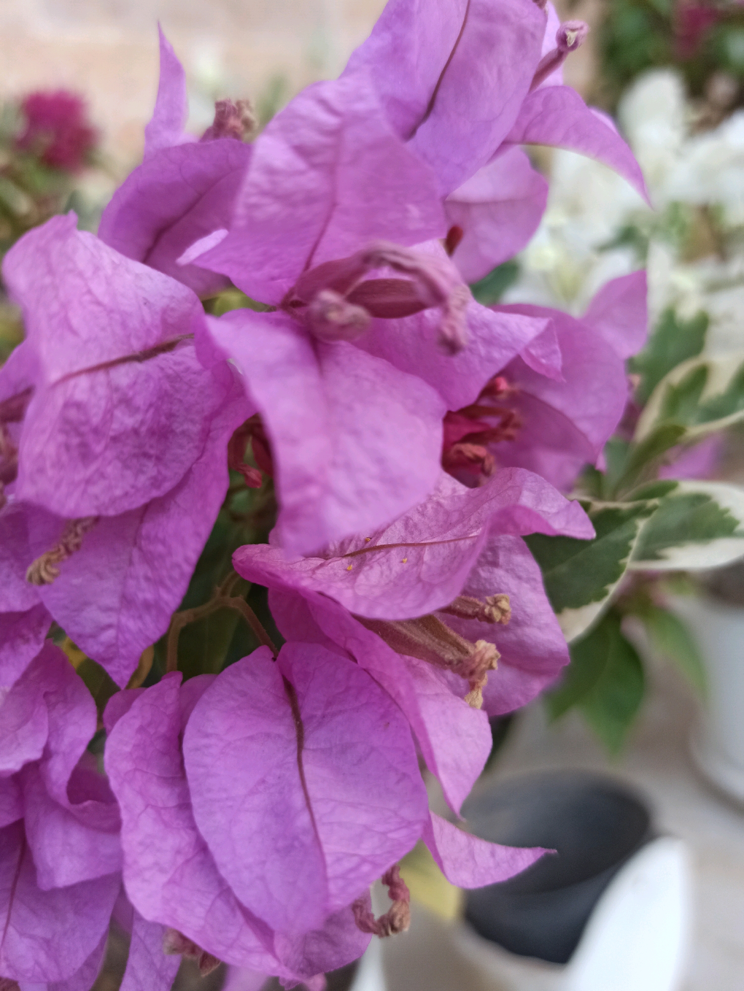 A close-up, high-angle shot captures a cluster of vibrant purple bougainvillea flowers in Brambang Darusalam, Indonesia. The flowers are the primary focus, with their delicate, papery petals dominating the frame. Some of the petals are slightly curled, revealing a glimpse of the flower's stamen within. The background is softly blurred, with hints of other flowers, green foliage, and a white pot with a dark interior visible. The lighting suggests a bright, possibly outdoor setting.