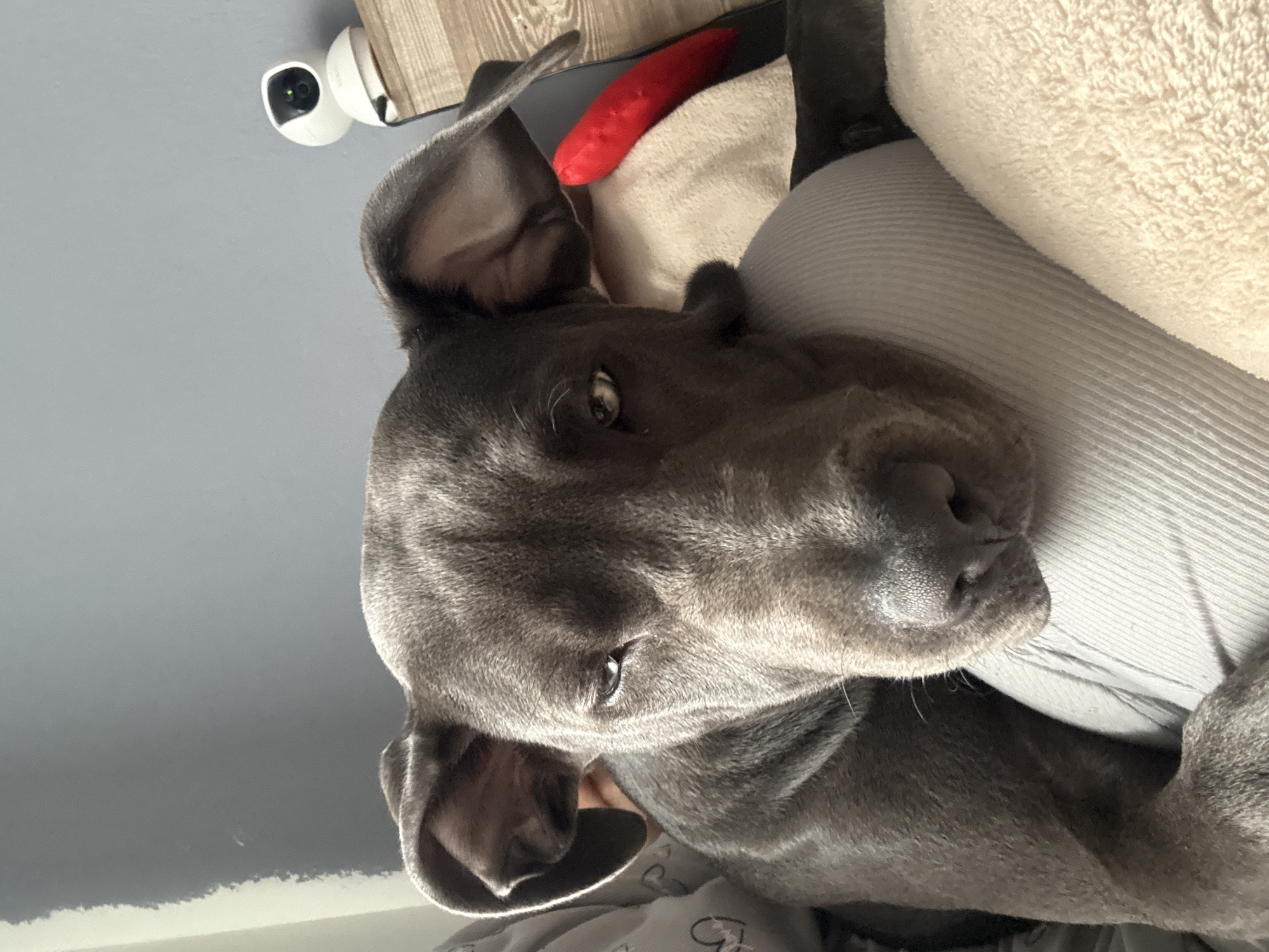 A close-up shot depicts a gray dog lying down, possibly resting its head on a person's lap or cushion. The dog has droopy ears and is facing the camera with a calm expression. Behind the dog are a white pillow, a gray striped surface (possibly clothing or upholstery), a red toy, and a white security camera mounted on a wooden surface. The background is a solid gray wall. The location is unspecified.