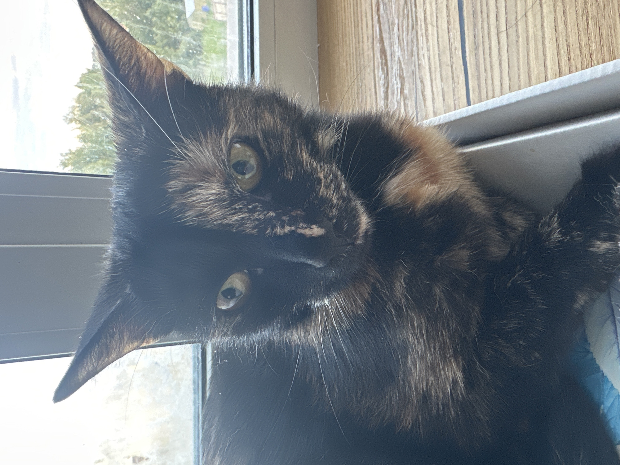The image shows a close-up, head-on shot of a tortoiseshell cat sitting in a shallow, grey rectangular container on a wooden surface. The cat has black, brown, and orange patches of fur. Its eyes are open and appear to be a yellow-green color. The cat's ears are pointed and facing forward. Behind the cat, a window is visible with diffused light coming through, and green trees and a cloudy sky can be seen through it. The wooden surface appears to be a table or windowsill. The scene is indoors, likely in a residential setting in Virki, Russia.