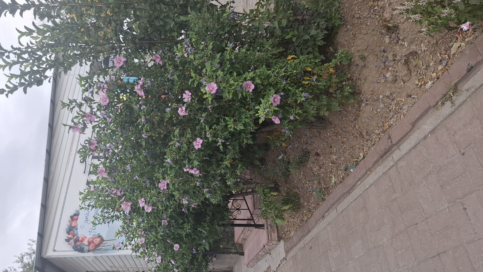 The image captures a scene in front of a building, possibly a shop, in Shymkent, Kazakhstan. A sidewalk made of red brick pavers runs along the left side of the frame. Adjacent to the sidewalk is a garden bed with exposed soil, scattered leaves, and small stones. A large bush with abundant pink hibiscus flowers and smaller purple flowers dominates the center of the image. Behind the bush, the building features a white facade with horizontal siding and a dark-colored roof. A mural depicting a heart-shaped arrangement of berries and fruits is visible on the building's exterior, along with some text in Cyrillic. To the right of the hibiscus bush, a mature green tree with dense foliage stands. A set of brick steps with a decorative metal railing leads up to an entrance on the left side of the building. The sky above is overcast.
