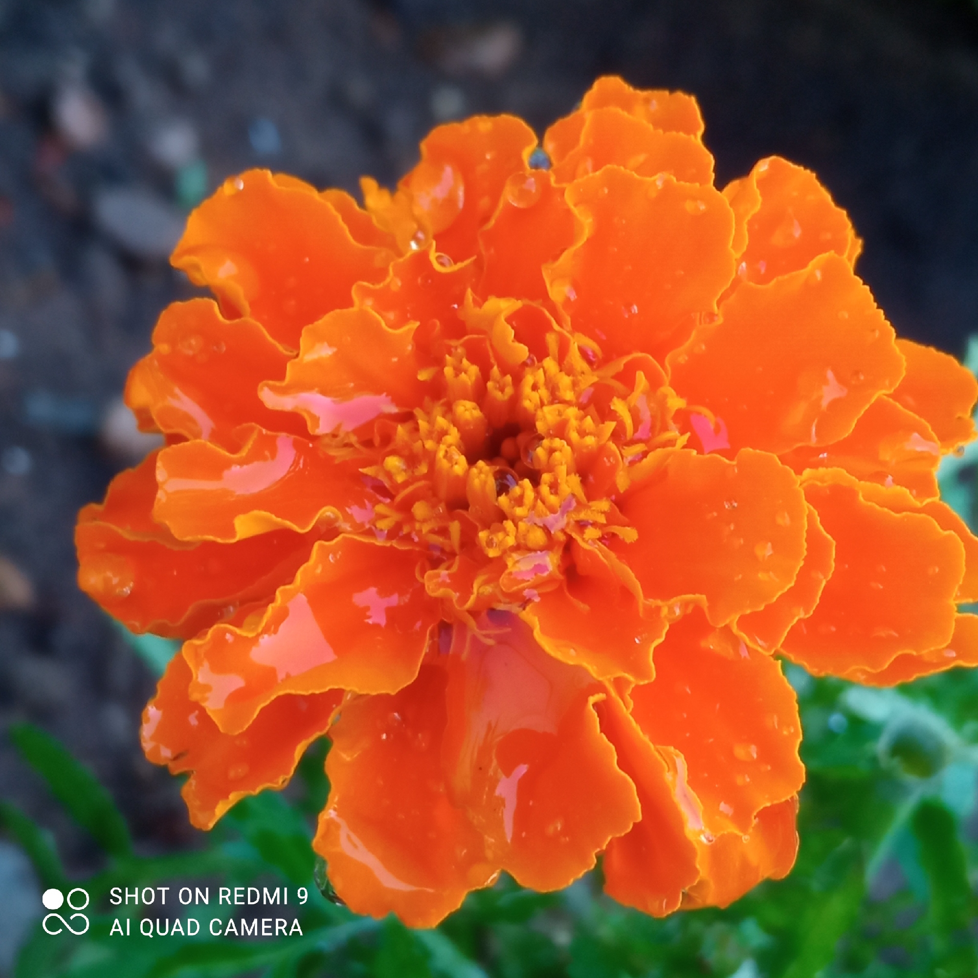 The image shows a close-up of an orange marigold flower covered in water droplets. The flower is in sharp focus, revealing intricate details of the petals and the central cluster of stamens. The background is blurred, suggesting the flower is in a garden or natural setting. The lower left corner of the image includes a watermark "SHOT ON REDMI 9 AI QUAD CAMERA." The location is not evident from the image, and there is no indication it was taken in Chaikovsky, Russia. No people, actions, or interactions are visible in the frame.