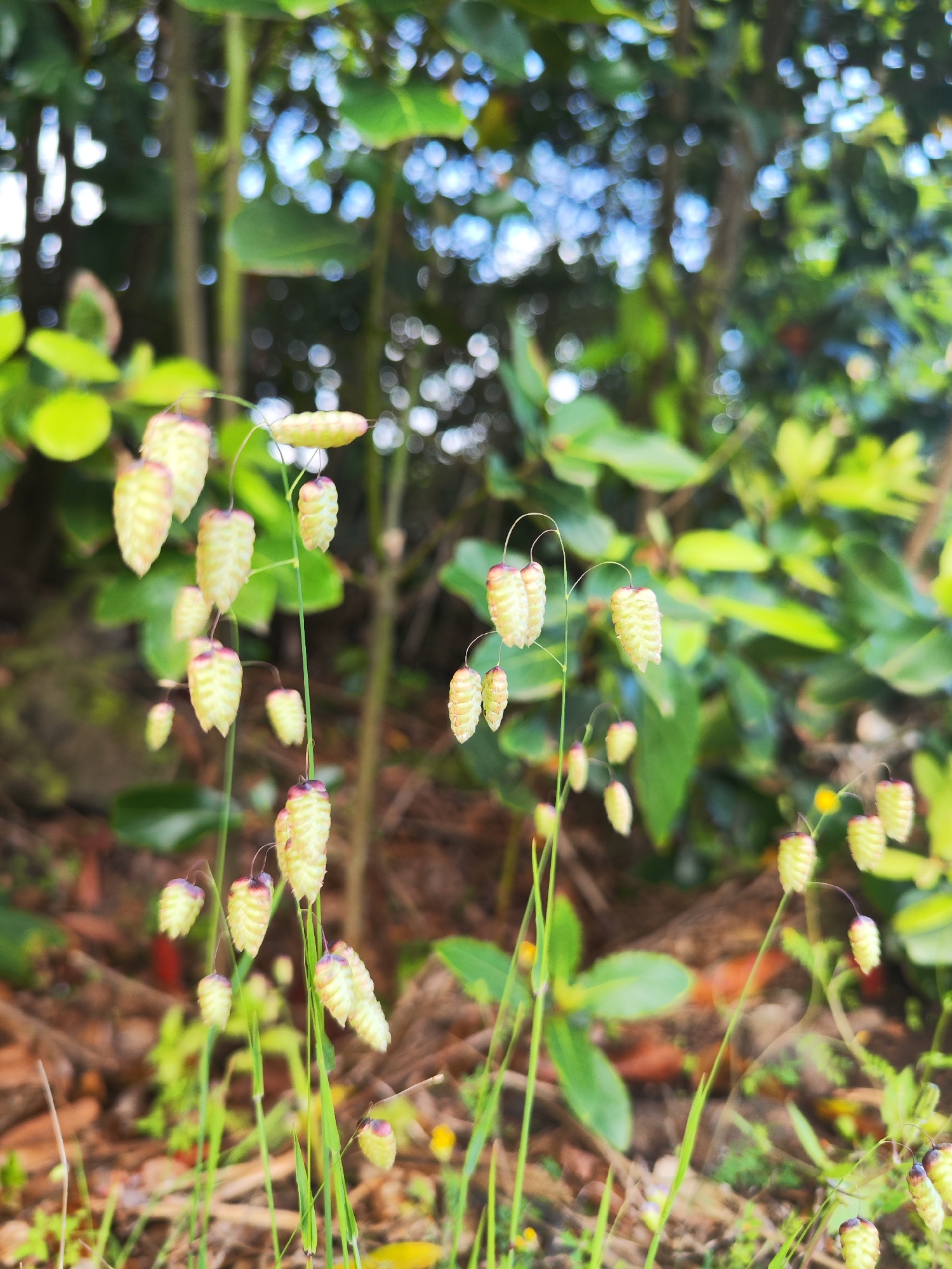 The image shows a close-up of quaking grass (Briza maxima) growing in Ribeira Grande, Portugal. The seed heads are light yellow-green with a dark purple or brown tip. The background is a blurred mix of green foliage, tree trunks, and sky visible through the trees. The focus is on the quaking grass, which is in the foreground. There are blades of grass growing around the quaking grass. The ground has fallen leaves.
