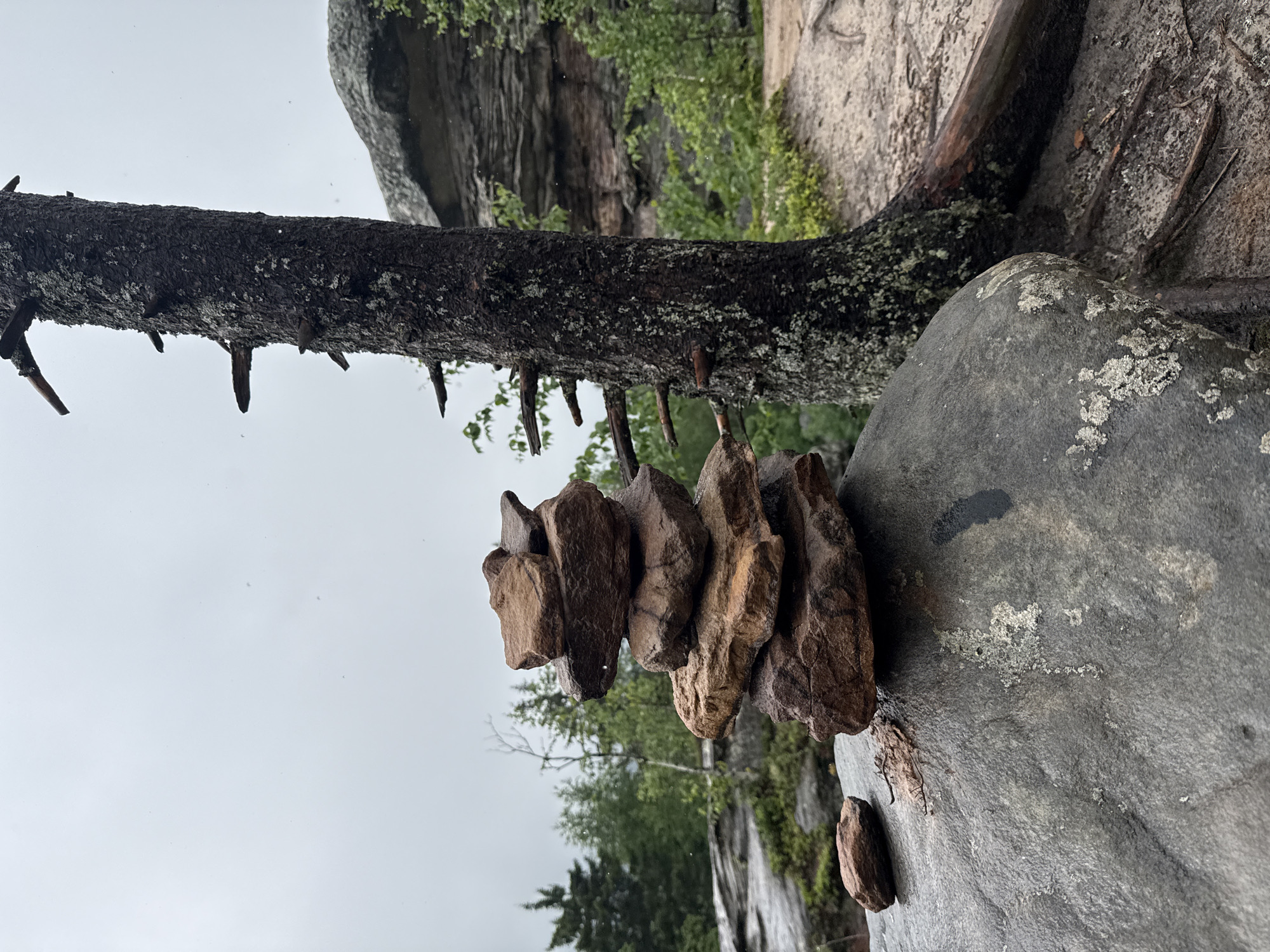 The image depicts a natural scene with a stack of rocks in the foreground, positioned on a larger, gray boulder. The rocks are various shades of brown and appear to be wet. To the right of the rock stack is a dark, textured tree trunk with several broken branches extending horizontally. Behind the tree and rocks, a forest of green trees is visible under a cloudy, gray sky. In the background, there are layered rock formations. The ground appears to be a mix of sand and dirt, with some scattered leaves and roots. The overall environment suggests a damp, possibly rainy, outdoor setting in a forested or rocky area. The image does not contain any people or specific urban features that would indicate a location within the city of Shumikhinskii, Russia.