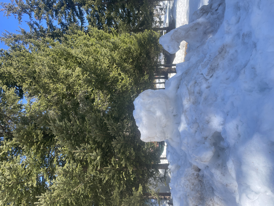 The scene depicts an outdoor winter landscape in the city of Palež, Montenegro. In the immediate foreground, a substantial, irregular mound of snow rests on the ground, exhibiting areas of partial melt and discoloration from embedded dirt or debris. Centrally positioned on this mound is a roughly cylindrical snow structure, approximately 1 meter in height, with a rounded top. To the right of the central structure, an elongated, curvilinear snow formation extends horizontally from the main mound, terminating in an upward-curving projection. The midground and background feature numerous tall, dense evergreen trees, identified as spruce or fir, with dark green foliage. Their individual trunks are visible through and below the canopy. The ground beneath the trees is covered in snow, with occasional patches of exposed dry vegetation or earth. Overhead, a clear blue sky is visible above the treeline. The scene is illuminated by natural sunlight, indicating daytime. No human figures, animals, or explicit actions are present.