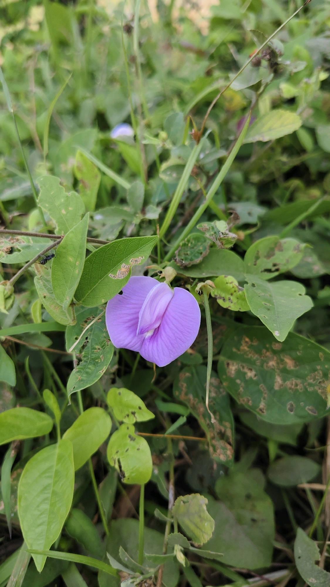 In Banyubunih, Indonesia, a single, delicate purple flower blooms amidst lush green foliage. The flower, with its distinctive pea-like shape, is the central focus of the image, its petals slightly unfurled to reveal a hint of its inner structure. Surrounding it, a dense network of leaves, some showing signs of wear and tear with small holes, creates a vibrant, natural backdrop. The lighting suggests an outdoor setting, likely in a garden or natural habitat, where the plant thrives. The image captures a serene moment of natural beauty, showcasing the intricate details of the flower and its verdant surroundings.