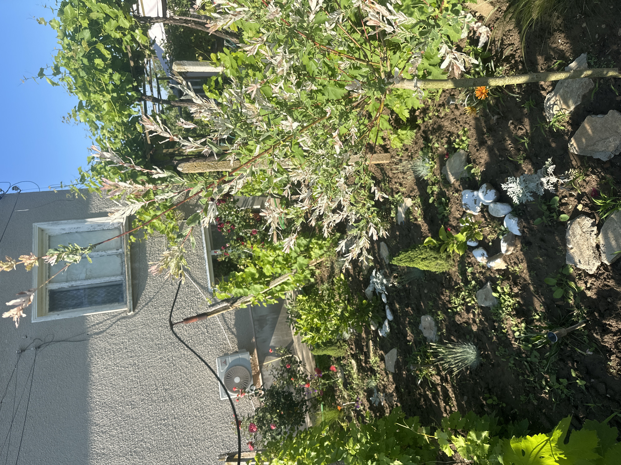 The original image is a vertical shot depicting a sunny residential garden scene in Rogozen, Bulgaria, beside a grey-stuccoed building. Bright daylight casts distinct shadows across the ground, indicating it is daytime, likely morning or afternoon, under a clear blue sky.
The prominent subject in the foreground and center is a large variegated tree or shrub, possibly a Salix integra 'Hakuro Nishiki', characterized by its striking white, pink, and green leaves. To its left, and extending across the top, are lush green grapevines, suggesting a trellis or pergola structure. The garden bed is composed of dark soil, interspersed with numerous grey and white stones of various sizes, creating a natural, decorative arrangement.
Among the ground cover and smaller plants, an orange flower, similar to a marigold, is visible, along with a silvery-blue, spiky ornamental grass and a small conifer-like plant. Further back, red roses and other green foliage contribute to the garden's variety.
On the left side of the image, the grey stucco wall of a building features a white-framed window with multiple panes. An outdoor air conditioning unit is mounted lower on the wall, and black electrical wires or cables run horizontally along the surface. A small, dark garden light or sprinkler head is partially visible in the soil on the right.
No people are present in the scene, and there is no visible text. The overall impression is one of a peaceful, well-tended, and vibrant garden basking in summer sunlight.