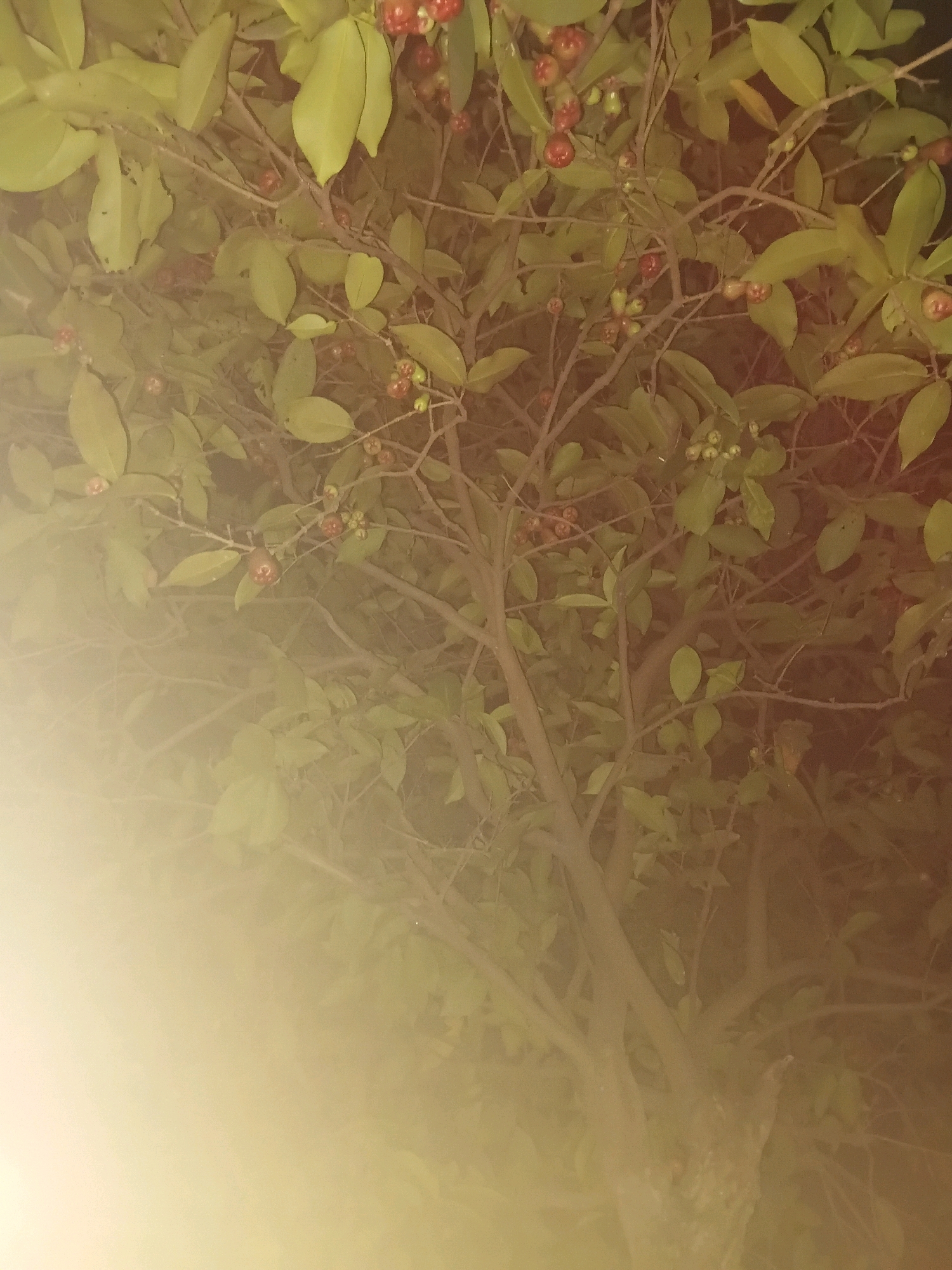 The image captures a close-up view of a tree with green leaves and small red fruits, likely in a natural or garden setting. The lighting suggests it might be evening or night, with a soft, diffused glow. The branches are dense, creating a textured pattern against a dark background. In the lower left portion of the image, there is a bright, hazy light source, which could be a streetlamp or artificial lighting, casting a yellowish-white glare that obscures the details of the foliage in that area. The scene appears to be located in the city of Cikal, Indonesia, although there are no explicit visual cues to confirm this location within the image itself. The image is characterized by its focus on the organic elements of the tree and the atmospheric lighting conditions.