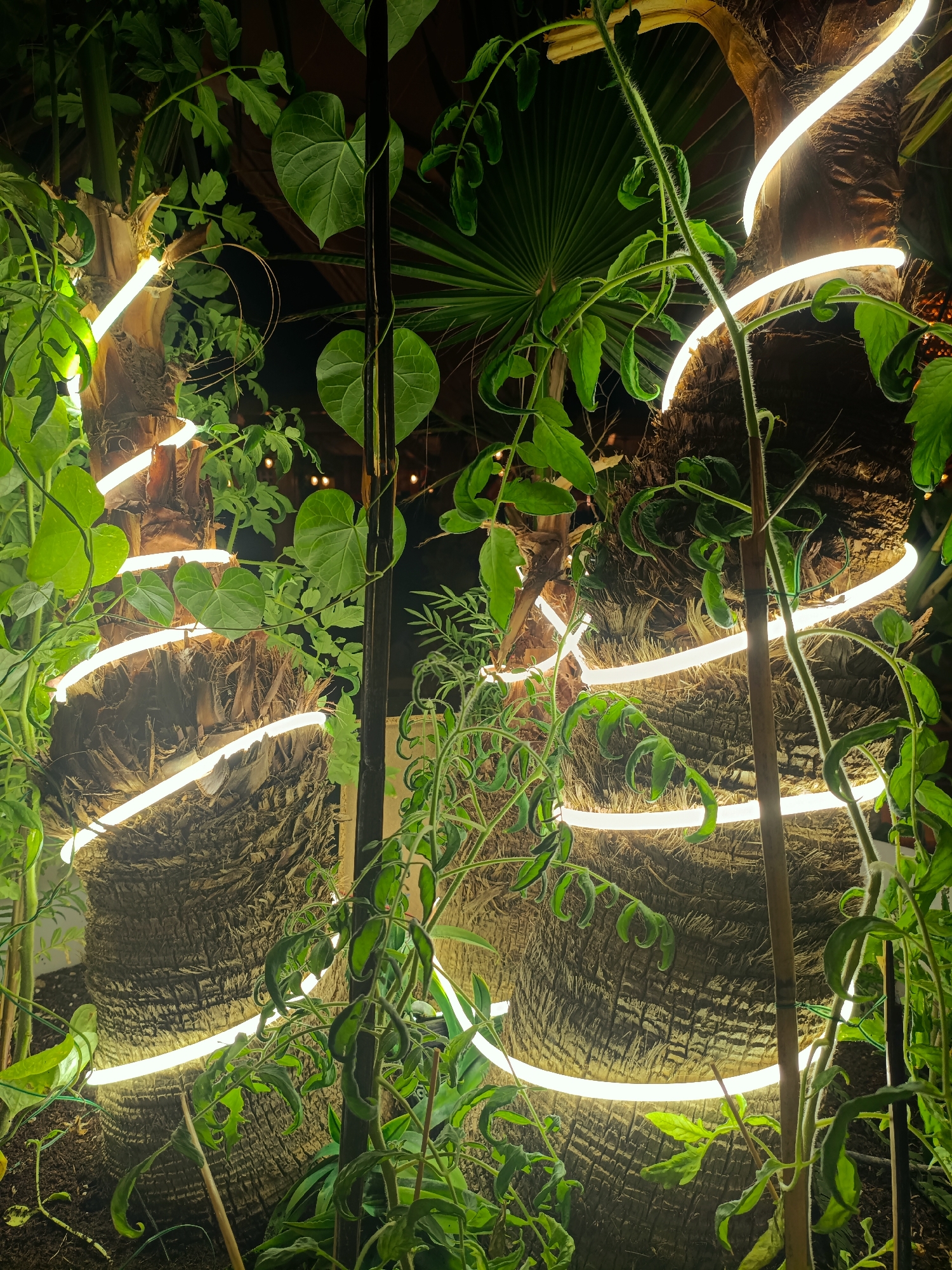 The image depicts a close-up, low-angle view of a palm tree trunk wrapped with several white LED strip lights. Green vines and foliage surround and partially obscure the trunk and lights. The lighting suggests an indoor or sheltered outdoor environment, possibly a garden or greenhouse, with hints of a dark ceiling structure and other out-of-focus lights in the background. The scene is located in San Gabriel, Spain.