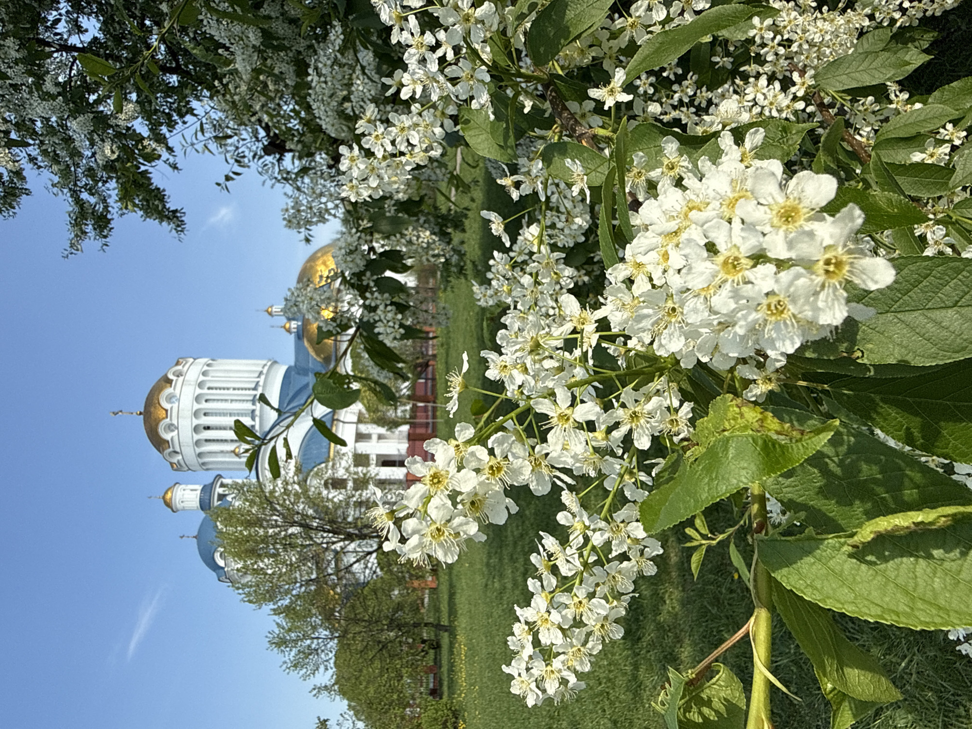 The image depicts a view of the Cathedral of the Archangel Michael in Moscow, Russia, framed by flowering trees. The cathedral features white walls, blue roofs, and golden domes. The sky is clear blue. The foreground is filled with blooming white flowers and green foliage. The setting appears to be a park or garden.