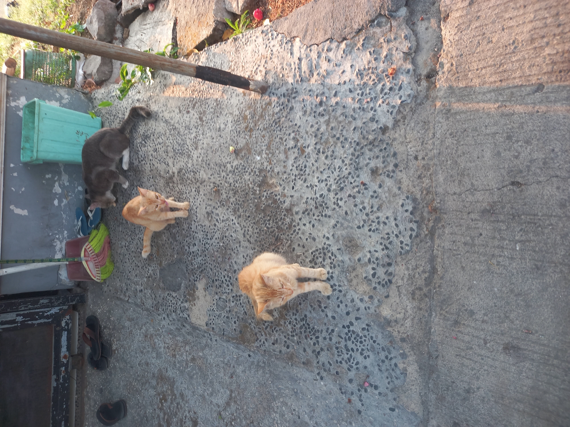 The image shows three cats on a textured concrete surface outside what appears to be a building with a dark, weathered door. Two of the cats are ginger-colored and are positioned in the foreground and mid-ground. The third cat, which is grey and white, is in the background, near a teal plastic bin and a green mesh basket. Several pairs of flip-flops are scattered on the ground near the door, as is a broom with a red dustpan. The environment suggests an outdoor area, possibly a yard or alleyway, with some greenery and rocks visible in the background. The lighting suggests it is daytime, with shadows cast across the concrete. The scene does not provide any specific indicators of the city of Cankuang, Indonesia.