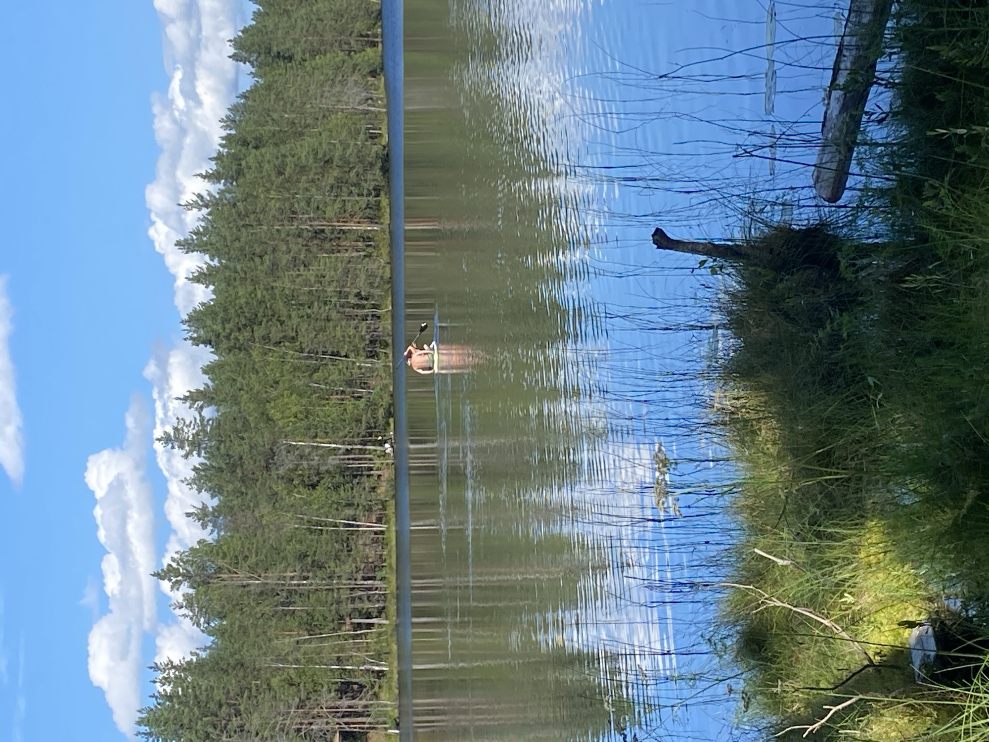 An outdoor, vertical, medium shot captures a tranquil lake scene with a person paddleboarding in the distance. The water reflects the surrounding trees and the bright blue sky with scattered white clouds. The foreground features a grassy bank with reeds and a partially submerged log. The person, positioned in the middle of the lake, is seen from behind, wearing a red top and blue shorts, and is holding a paddle. The environment appears to be a natural setting, likely Leipyasuo, Russia, given the dense coniferous forest bordering the lake. The lighting suggests it is daytime, with the sun casting a gentle light on the water and vegetation.