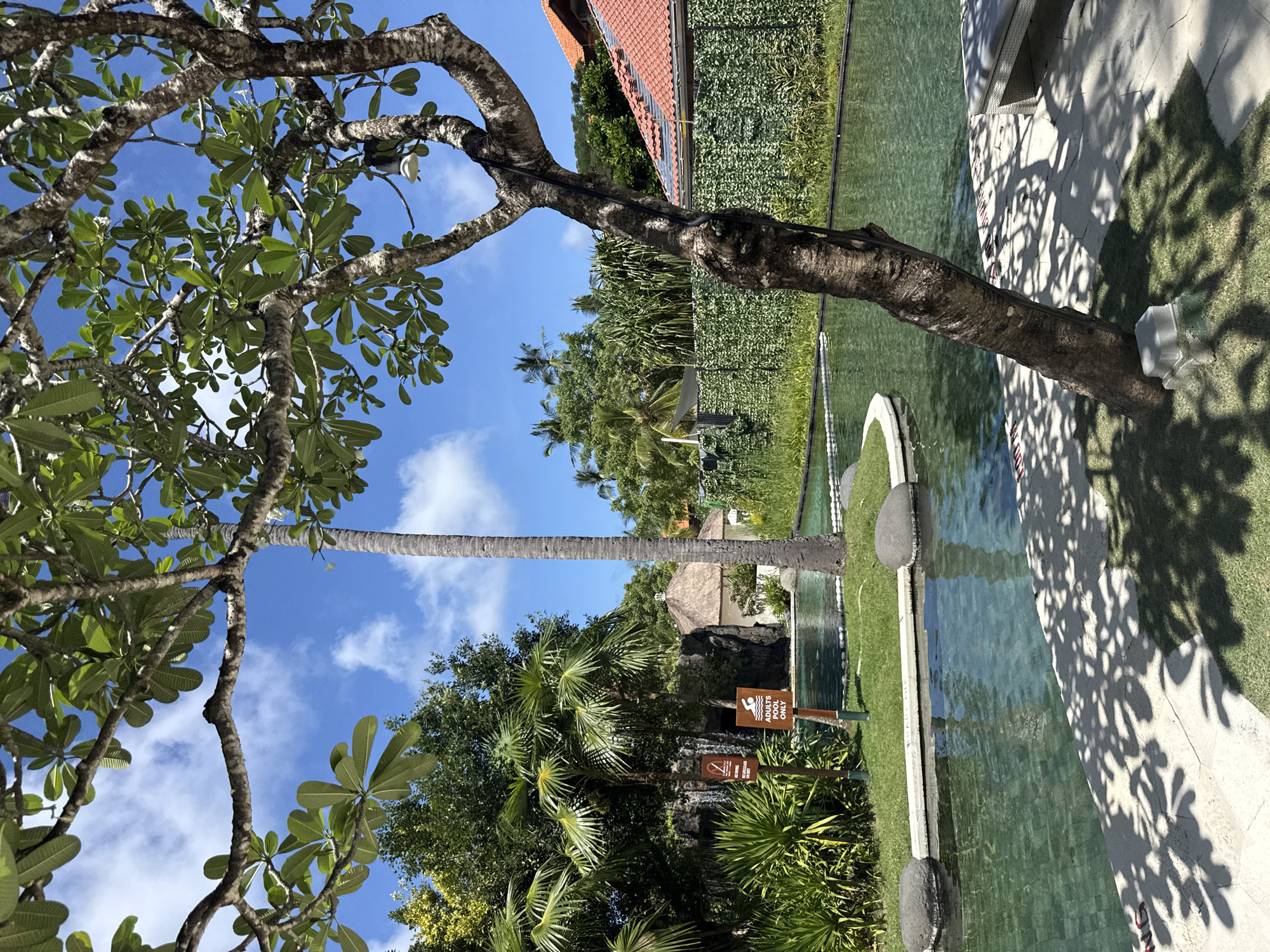 The image depicts a landscape in what appears to be a tropical or subtropical resort setting. The perspective is from a low angle, looking upwards through the branches of a plumeria tree towards a palm tree and a blue sky with scattered clouds. The plumeria tree has textured bark and green leaves, with the sky visible through its branches. In the background, there's lush green vegetation, including palm trees, and a structure with a red tiled roof and a green wall covered in climbing plants. A water feature, possibly a pool or pond, is visible with a stone border and clear water. Signage is visible near the water feature with a legible part that says, "Adults Only". The scene suggests a serene and natural environment within a developed setting. The location is Unknown, Indonesia.