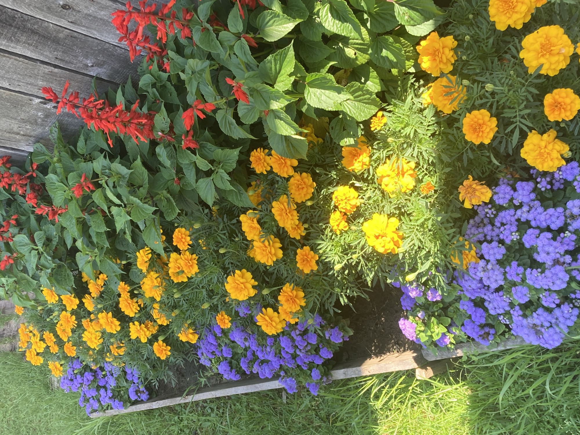 An elevated, high-angle, eye-level shot shows a garden bed filled with yellow marigolds and purple flowers, with red salvia and green leaves in the background. The garden bed is made of wooden planks. The plants are healthy and blooming, and the lighting is bright and sunny. The background is blurred, suggesting a shallow depth of field. There are no people or animals visible in the image.