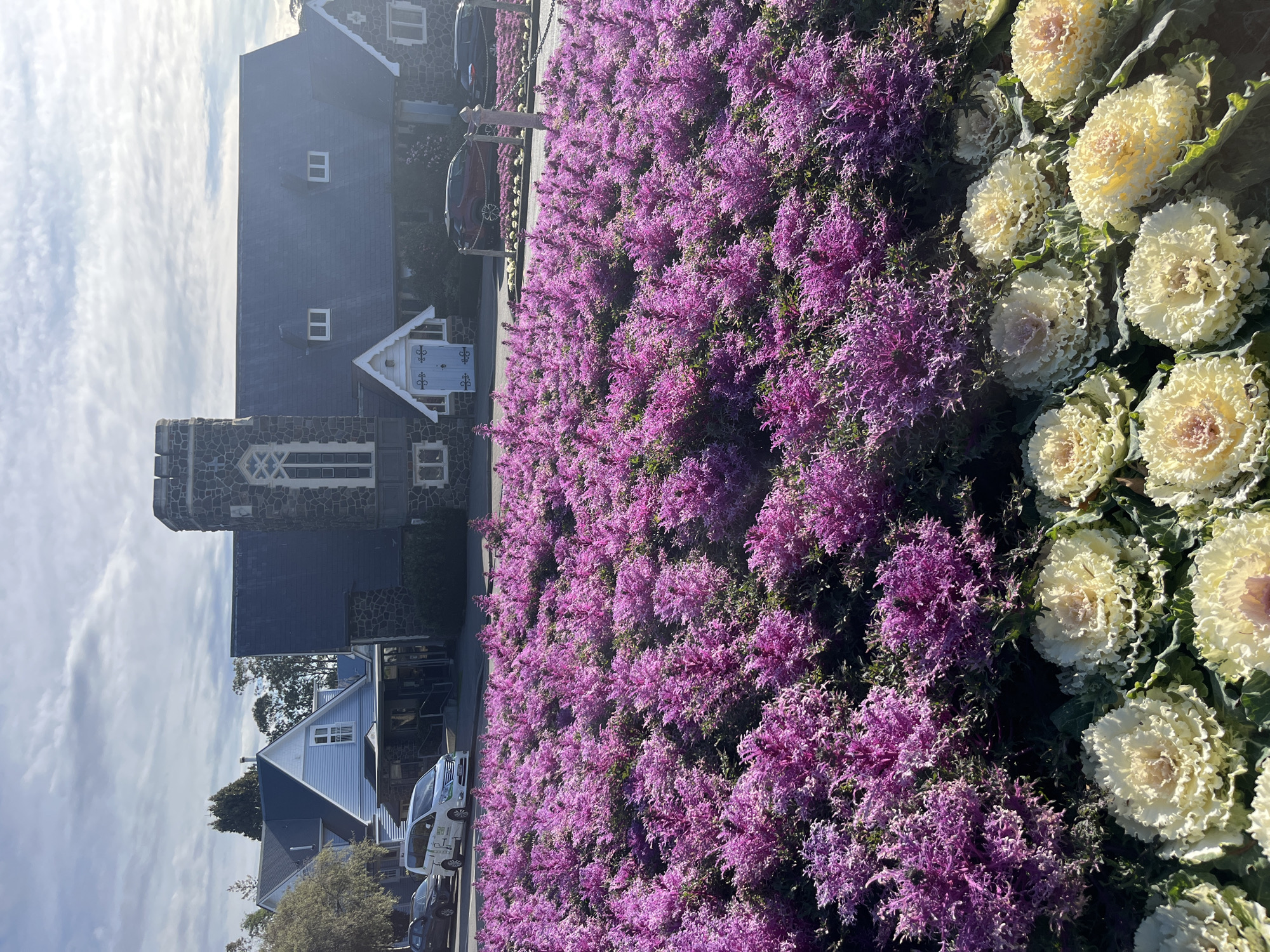 The image shows a vibrant flowerbed in front of a stone and slate building in Christchurch, New Zealand. The flowerbed is densely planted with two types of ornamental kale: a large section of feathery purple kale fills the foreground and mid-ground, while a row of frilly white and cream kale lines the bottom edge of the frame. Behind the flowers, the building features a dark grey slate roof with dormer windows, stone walls, and a prominent tower with a crenelated top. A light blue door with decorative white trim is visible under a small gabled entrance. To the left of the main building, a lighter-colored house with a blue roof and white siding is partially visible, with cars parked in front. The sky is partly cloudy with patches of blue. The scene appears to be set on a sunny day.
