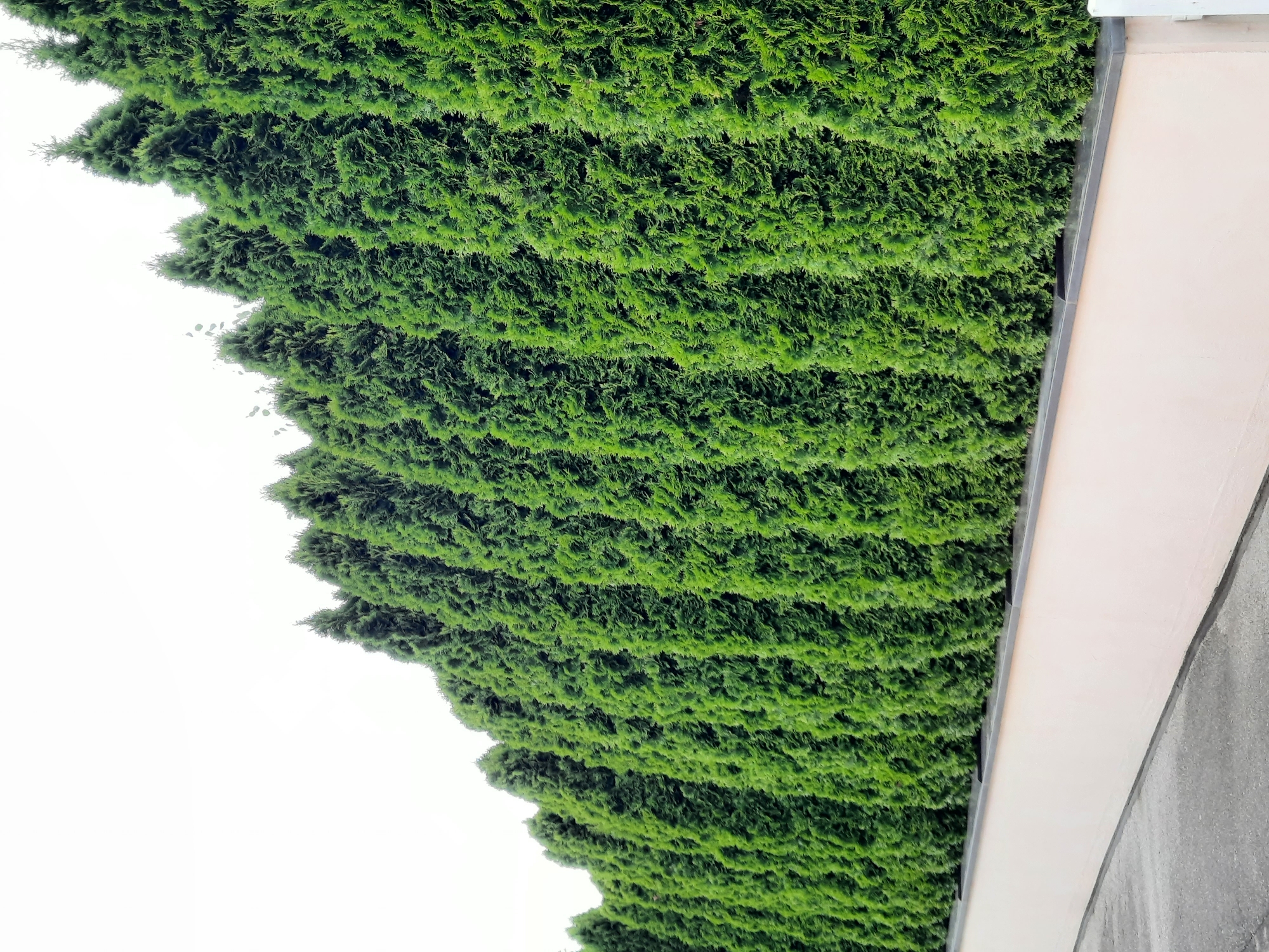 A row of evenly spaced, tall, conical green evergreen trees forms a dense hedge along the top of a light pink, concrete, waist-high wall. The hedge extends from the left to the right edge of the frame, with the trees becoming more densely packed and taller towards the right. The background is a bright, overcast sky, completely white and devoid of any features. The foreground shows a light gray asphalt pathway leading away from the wall and towards the left. The image appears to be taken from a low angle, looking slightly upwards towards the hedge. There are no people or animals present in the image, and no discernible signs of human activity beyond the constructed wall and pathway. The overall impression is one of a well-maintained, manicured outdoor space, possibly a garden or park boundary in Rosenheim, Germany.