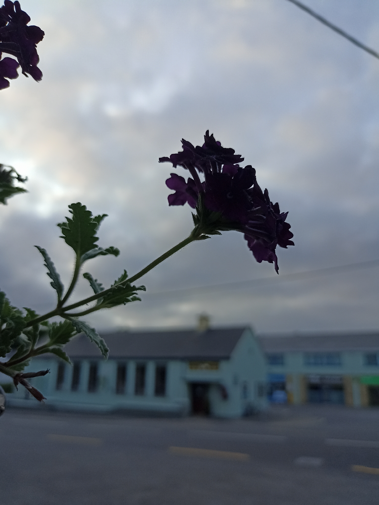 The image is a close-up shot of dark purple flowers and green leaves in the foreground, silhouetted against a cloudy sky. A thin wire runs diagonally across the upper right portion of the frame. In the background, out of focus, is a light blue building with a dark roof and multiple windows, situated next to other buildings with storefronts. The scene appears to be outdoors in an urban or suburban setting. The specific location is identified as Annagry, Ireland.