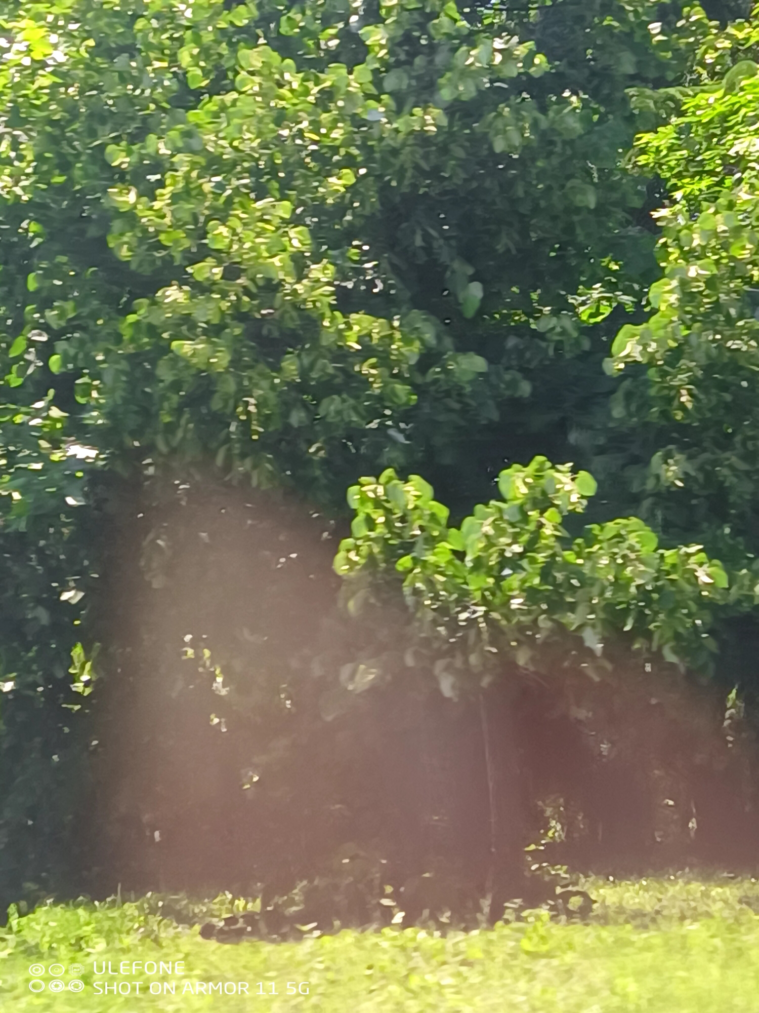 The image depicts an outdoor natural environment dominated by dense green foliage, likely trees or bushes, under bright sunlight. The upper two-thirds of the frame are filled with sun-dappled green leaves, exhibiting varied shades of green from direct illumination. The lower third shows ground covered in green grass. A significant, diffuse reddish-brown artifact, consistent with lens flare or an internal camera reflection, obscures the mid-ground, extending from the bottom center upwards. This artifact blurs visibility of any objects or subjects that might be present in that specific area. No human subjects, animals, or man-made structures are discernible within the visible portions of the scene. The image lacks specific geographical markers to identify its location as being within the city of Burgas, Bulgaria. A watermark "OOO ULEFONE OOO SHOT ON ARMOR 11 5G" is visible in the bottom-left corner.