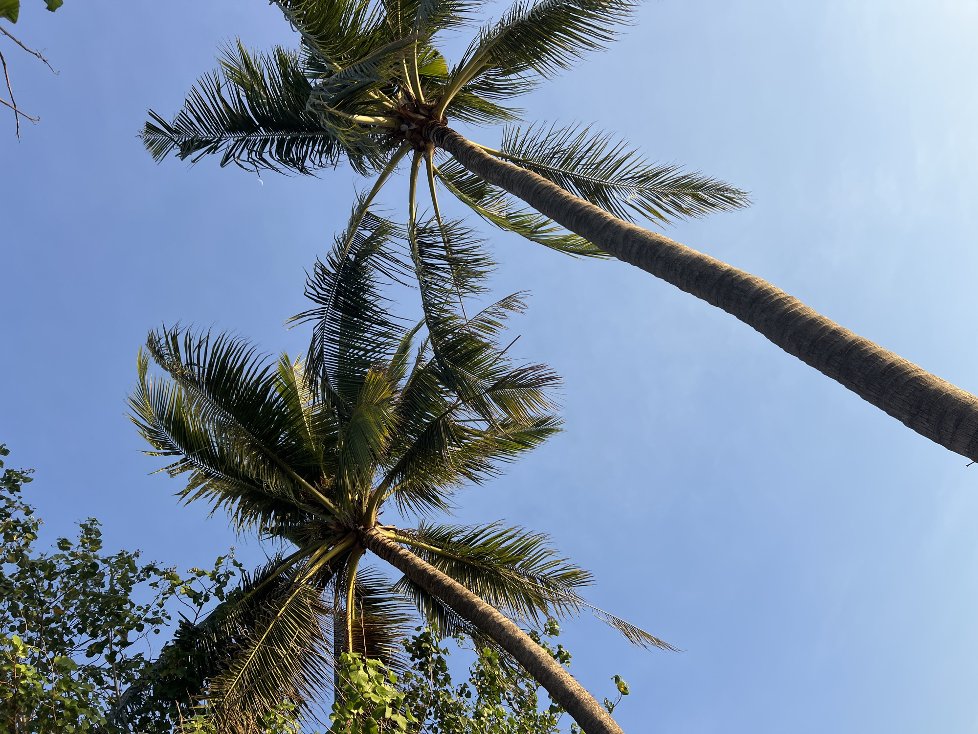Two palm trees are silhouetted against a clear blue sky in Kuta, Indonesia. The trees are tall and slender, with their fronds reaching out like feathery hands. The left palm tree is closer to the foreground and its trunk is thick and rough. The right palm tree is slightly further away and its trunk is thinner and smoother. The sky is a vibrant blue, with no clouds visible. A faint sliver of moon can be seen in the upper right quadrant of the image. The overall impression is one of tropical serenity.