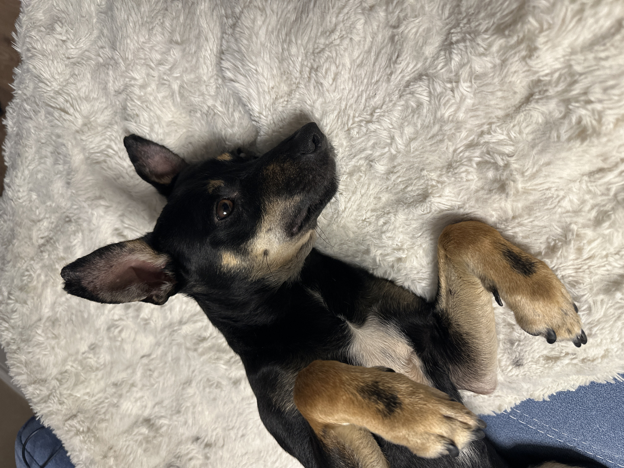 An overhead view captures a black and tan dog lying on its back on a fluffy white blanket. The dog features short, dark fur with tan markings visible on its muzzle, above its eyes, and on its legs. A small white patch of fur is present on its chest. Its paws are curled inward towards its body. The dog's head is tilted slightly, and it is looking upwards and to the right of the frame with a curious or attentive expression. One ear is partially raised, indicating mild alertness. The background consists almost entirely of the soft, textured white blanket, providing a cozy setting. A small section of blue fabric is visible in the lower right corner of the frame. The lighting is soft and even, suggesting an indoor environment. There is no visible text in the image. The scene depicts a calm and comfortable domestic moment. This media file was captured in Sofia, Bulgaria.