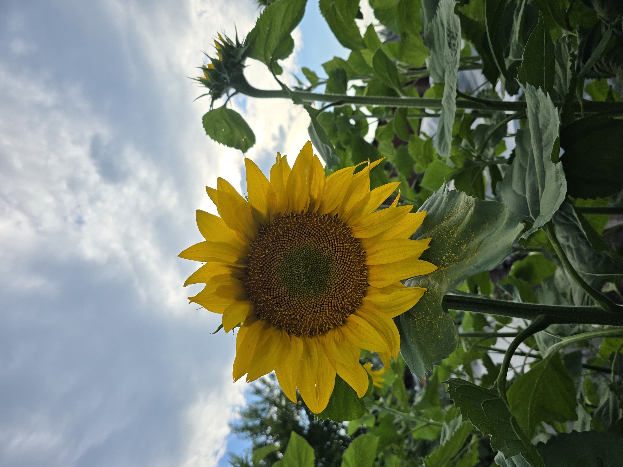 A low-angle, close-up, vertical shot captures a sunflower in bloom against a cloudy sky in the village of Yermolaevo, Russia. The sunflower, with its bright yellow petals and dark, textured center, is the primary subject, positioned slightly to the left of the frame. Its large, green leaves are visible, some showing water droplets and a dusting of yellow pollen. Behind the main sunflower, another, smaller sunflower plant with buds is slightly out of focus, its green stems and leaves forming a backdrop. The sky above is a mix of blue and gray clouds, suggesting an overcast day. Trees are visible in the blurred background to the left, adding depth to the scene. The overall impression is one of natural beauty and growth in a rural setting.