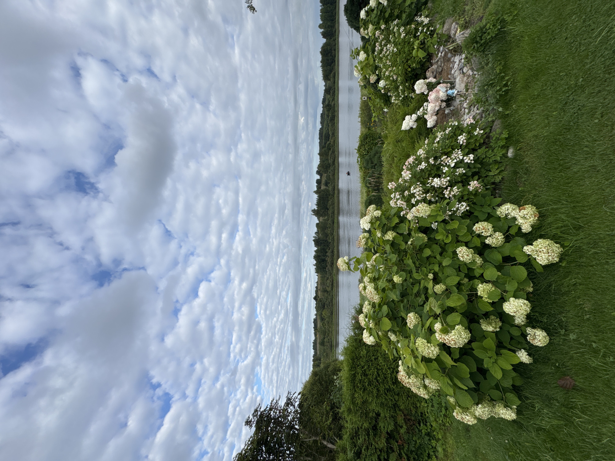 The image depicts a serene landscape at the edge of the city of Sitno, Russia. In the foreground, lush green grass leads to several large hydrangea bushes adorned with white and pale pink blossoms. To the left, a dense evergreen hedge forms a backdrop. Beyond the flowering bushes, a narrow pathway is visible, leading to a small, rocky garden area. In the middle ground, a wide, calm river flows, its surface reflecting the overcast sky. Along the opposite bank of the river, a dense line of green trees creates a natural border. The sky above is filled with a dramatic display of white, fluffy clouds against a pale blue canvas, suggesting a day with variable weather conditions. A small boat with two occupants can be seen on the river, adding a subtle human element to the tranquil scene.