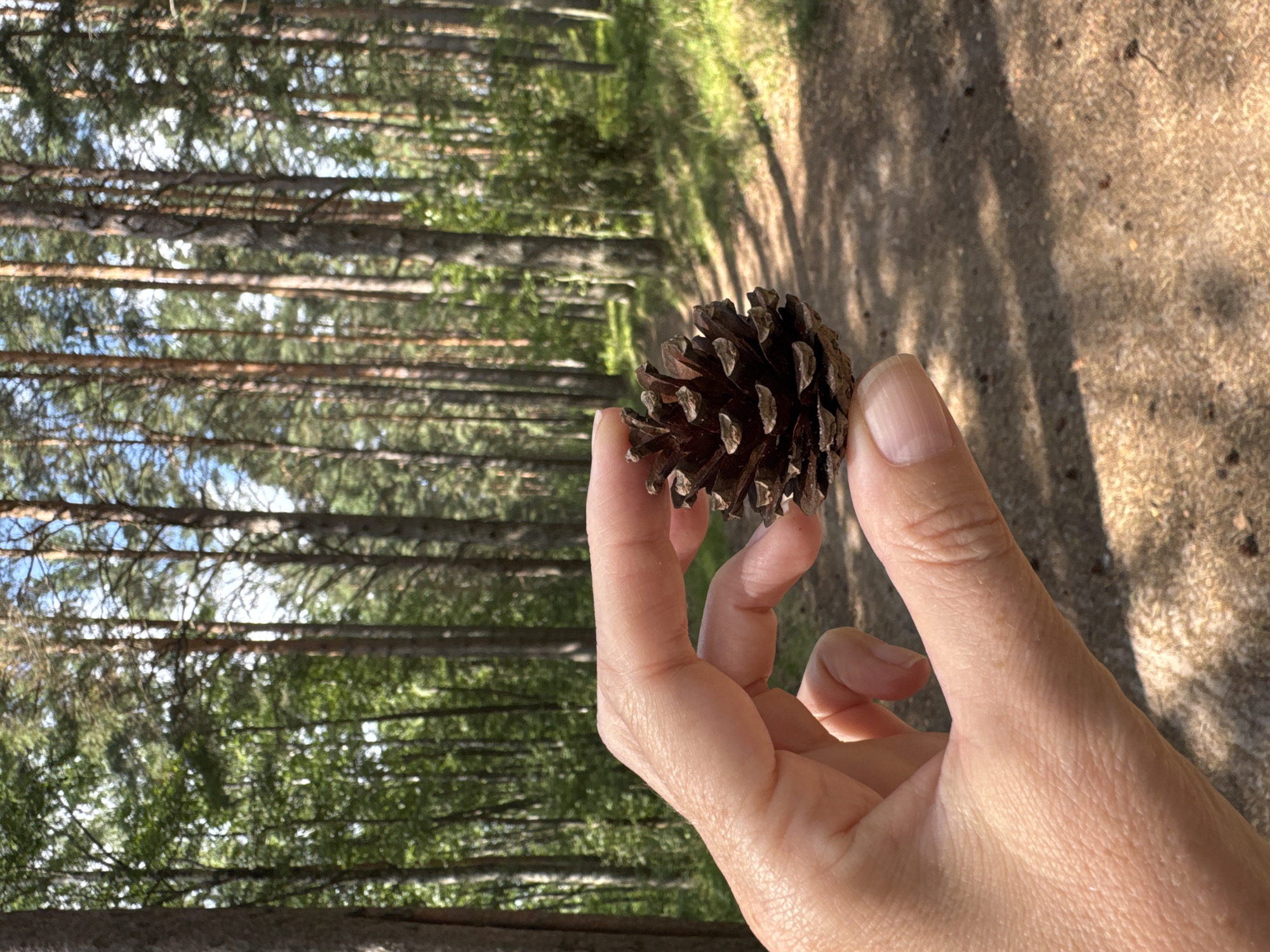 A close-up shot shows a person's hand holding a pine cone in a forest. The hand is in focus, with the thumb and index finger pinching the pine cone. The pine cone is dark brown and detailed. The background is a blurred forest scene with tall trees, green foliage, and a dirt path. Sunlight filters through the trees, casting shadows on the path. The scene is located in the city of Gromovo, Russia.